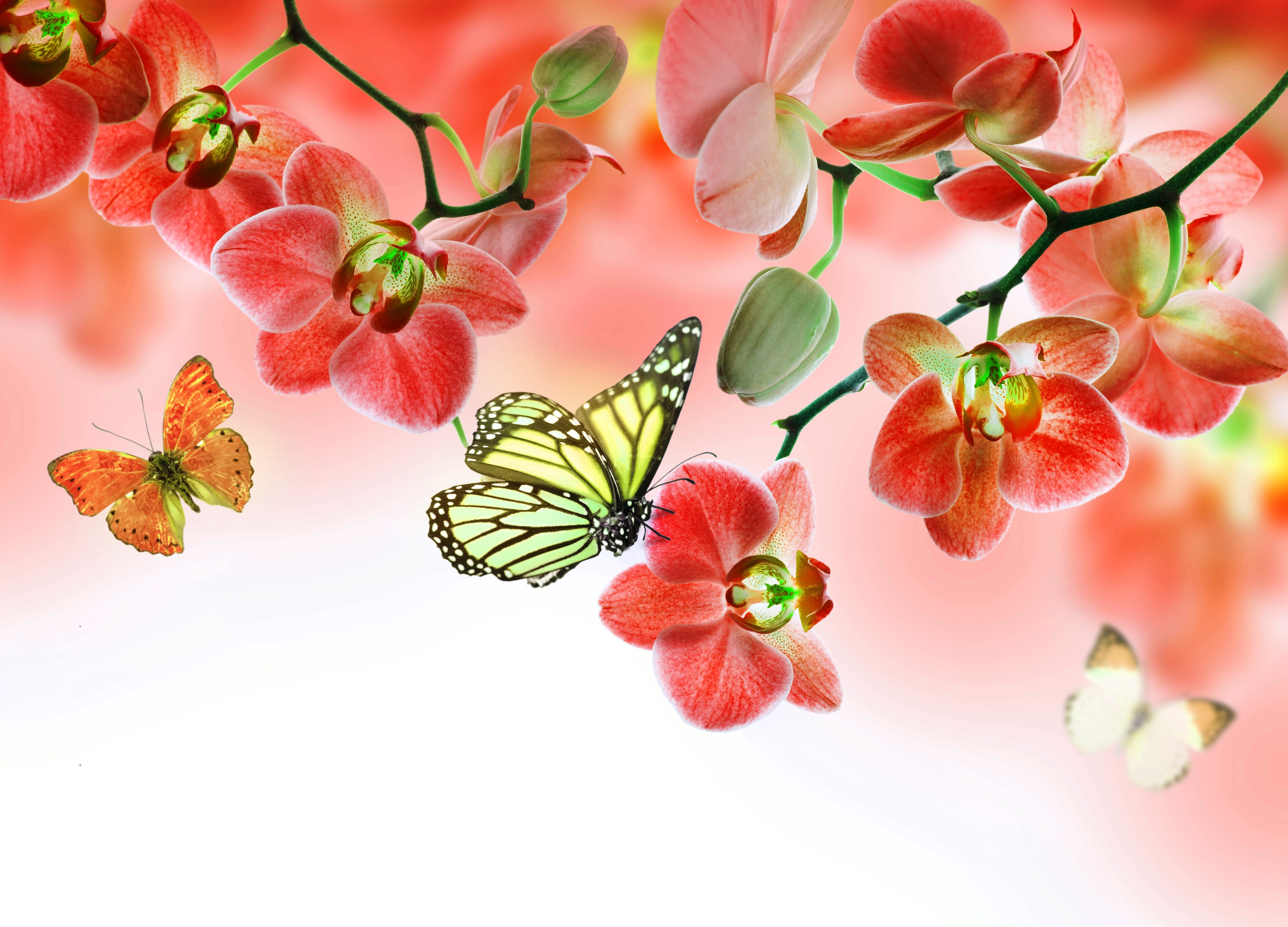 Orchids and Butterflies HD Wallpaper