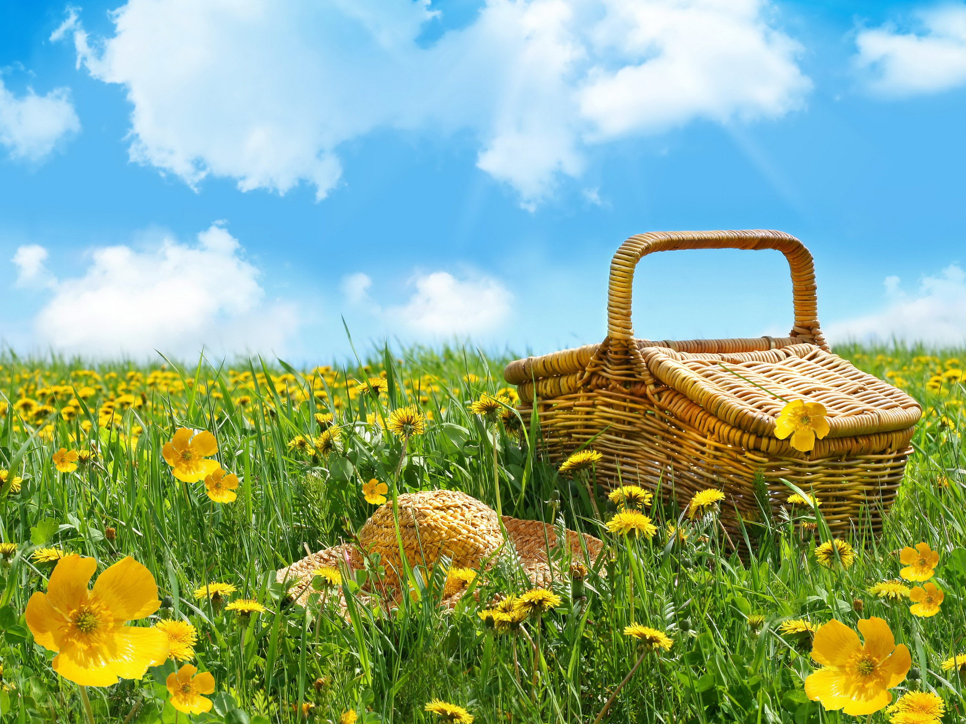 Picnic basket and hat in a field of dandelions HD Wallpaper