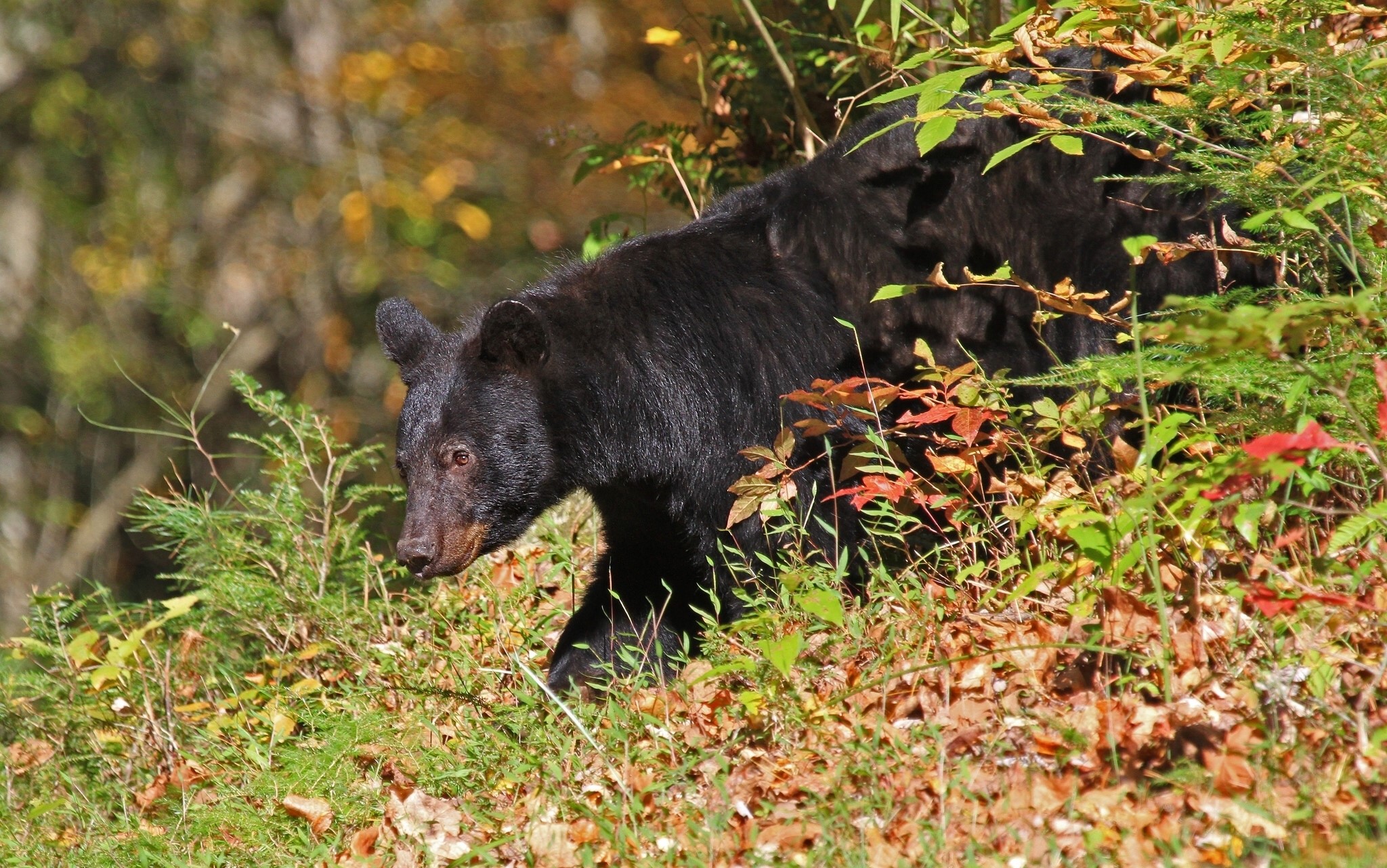 Black bear walking through foliage in autumn HD Wallpaper