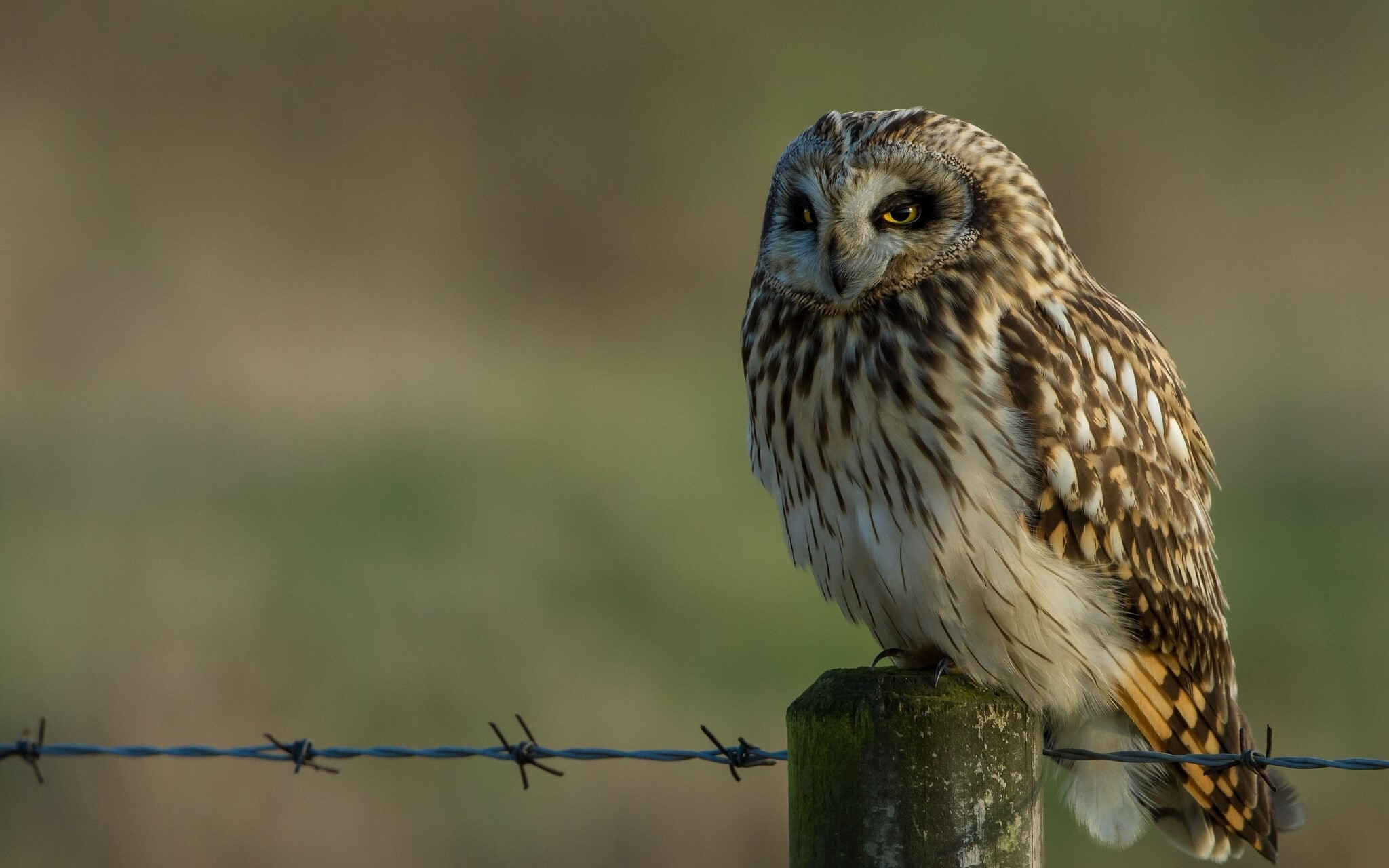 Short-eared owl perched on a fence post HD Wallpaper