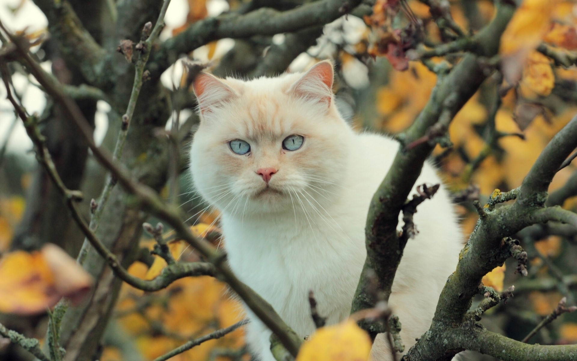 White cat with blue eyes in tree branches HD Wallpaper