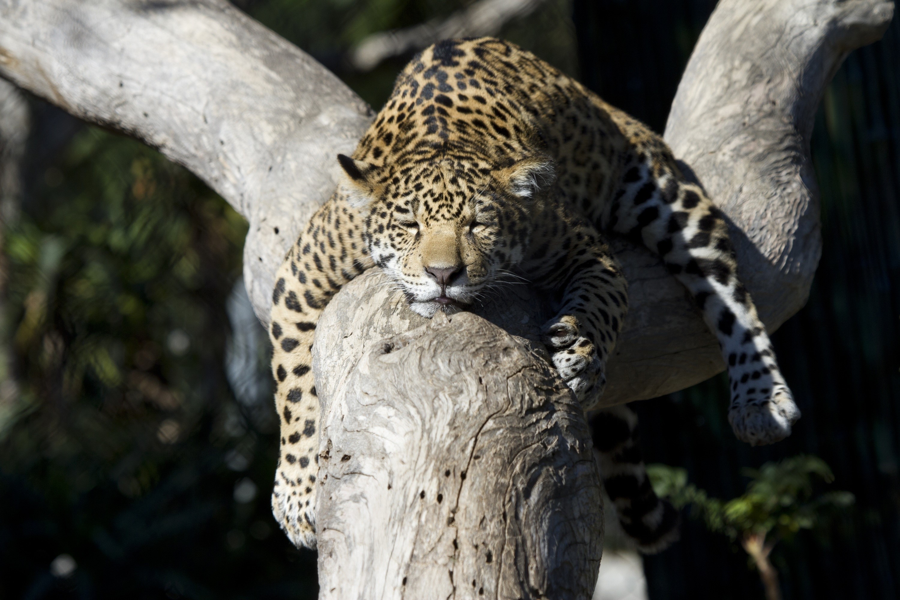 Jaguar sleeping on a tree trunk HD Wallpaper