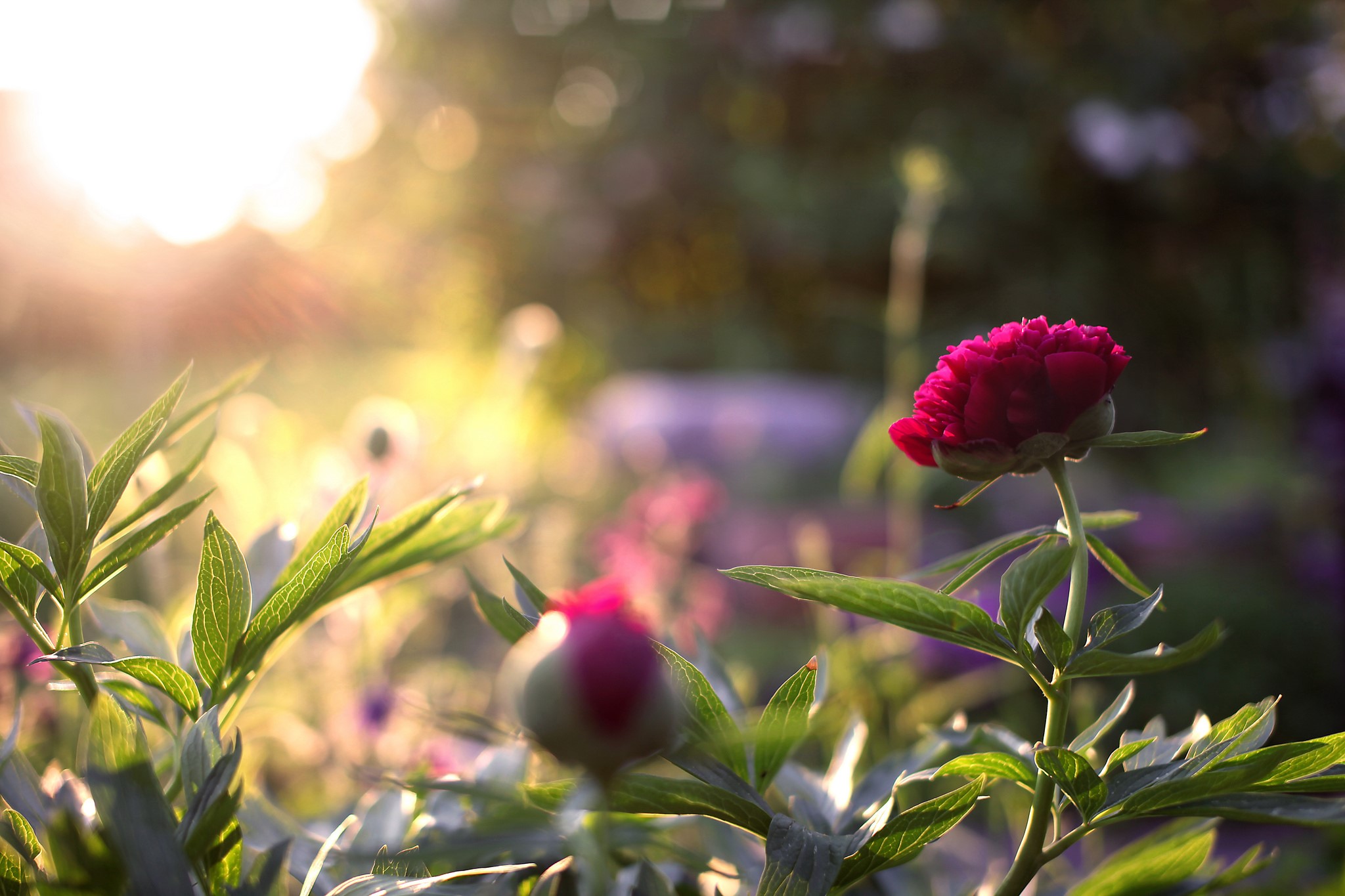 Pink Peony Flower in Sunlight HD Wallpaper