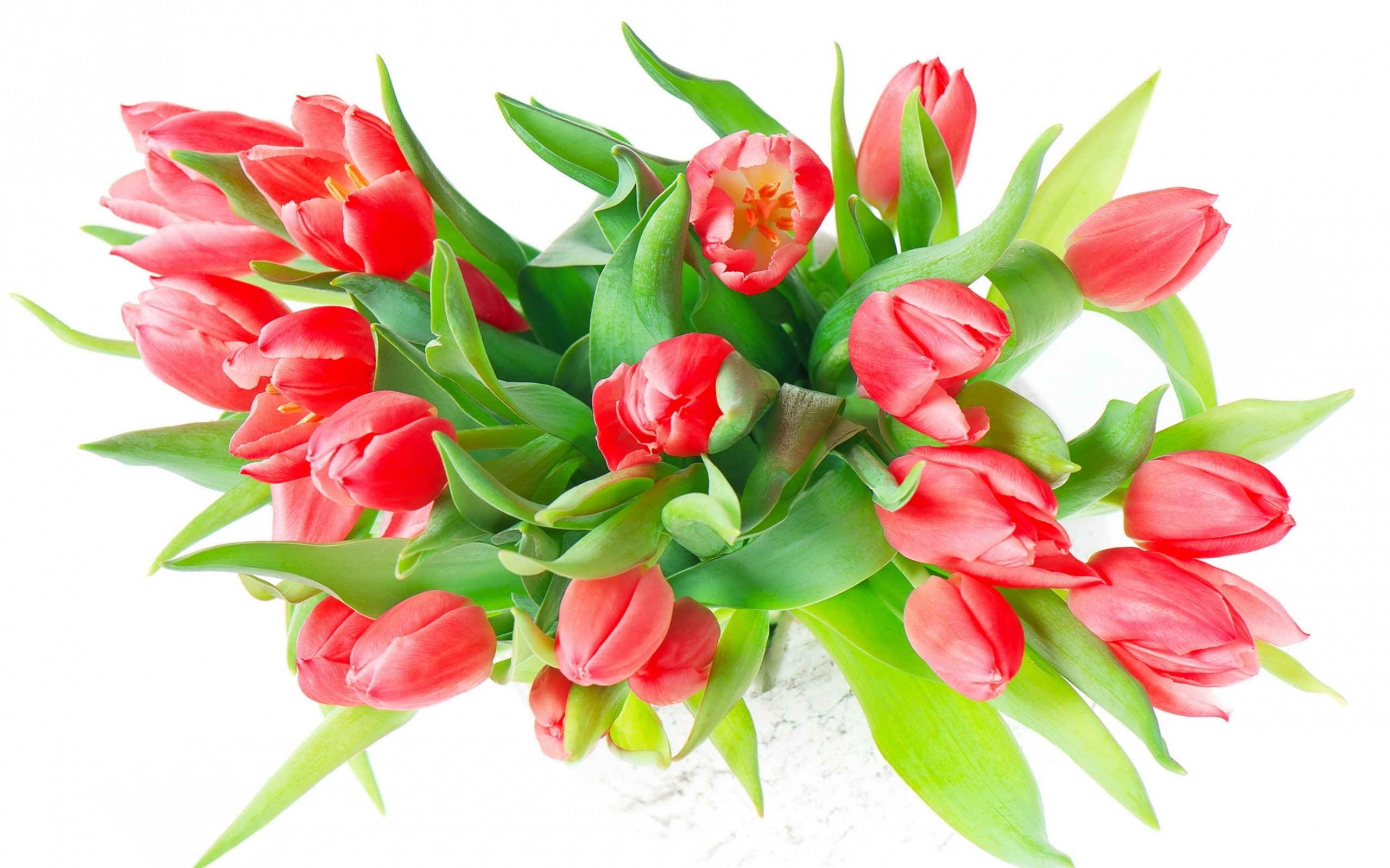 Red Tulips in a Bouquet HD Wallpaper