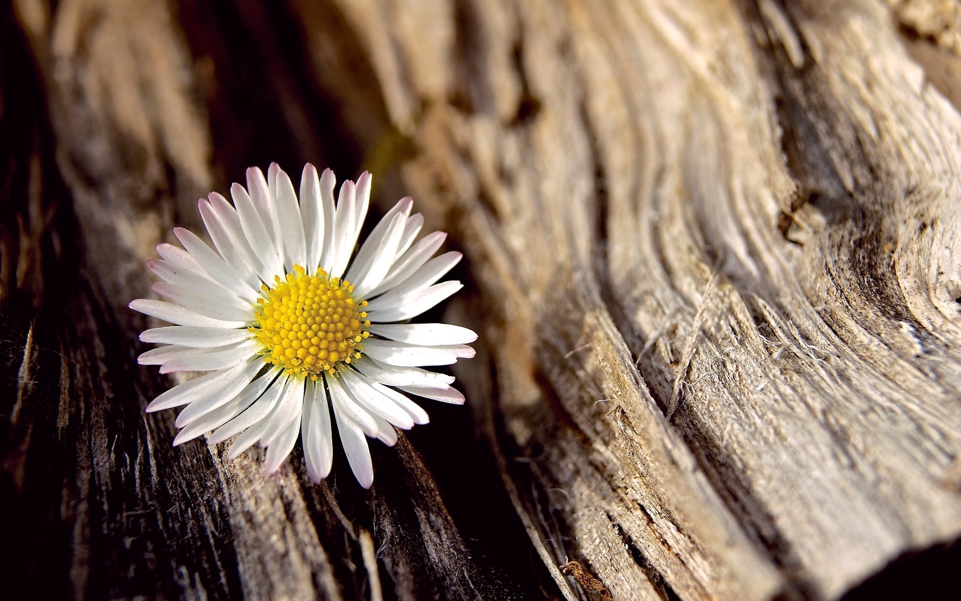 Daisy flower on weathered wood HD Wallpaper