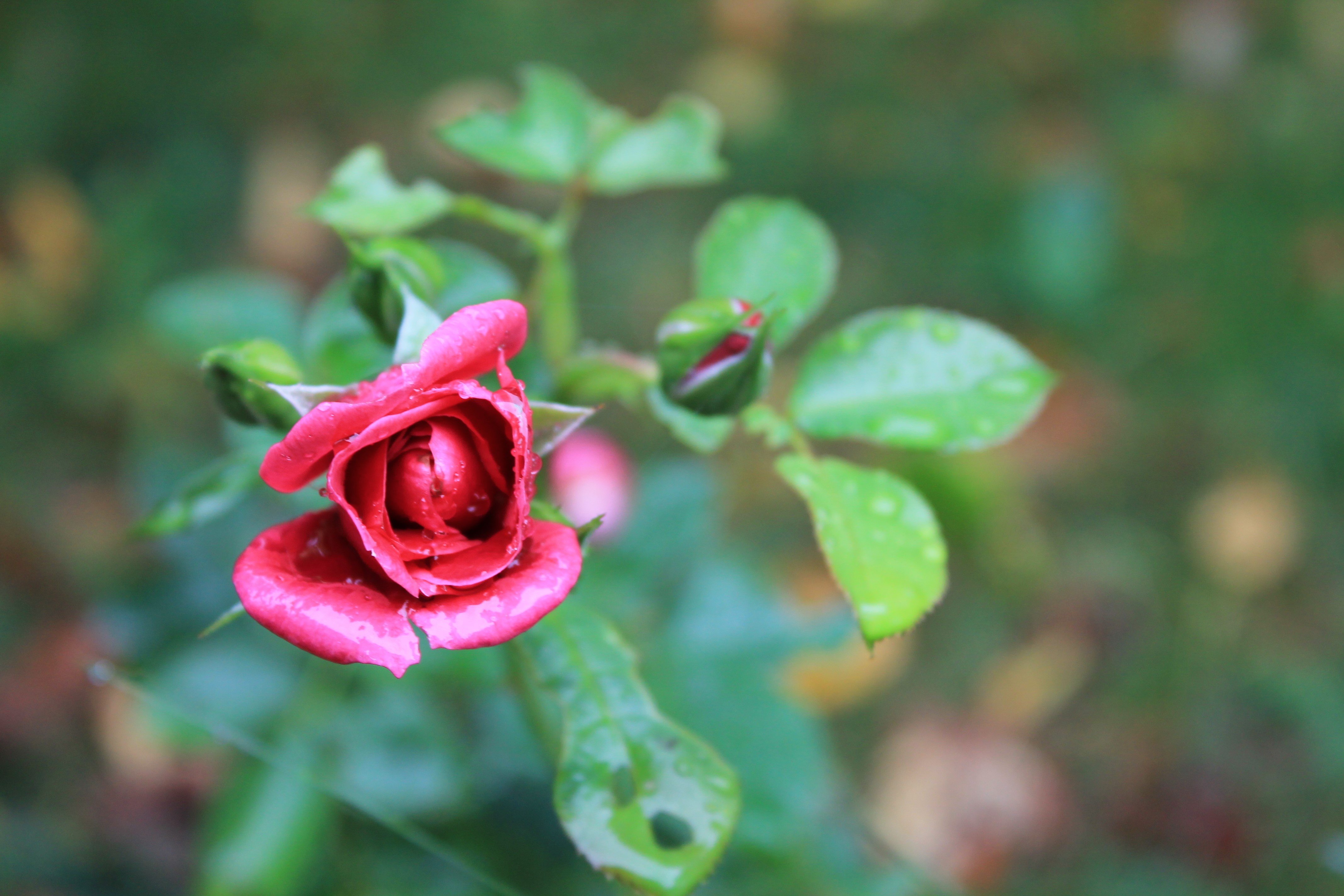 Red Rose with Water Droplets HD Wallpaper