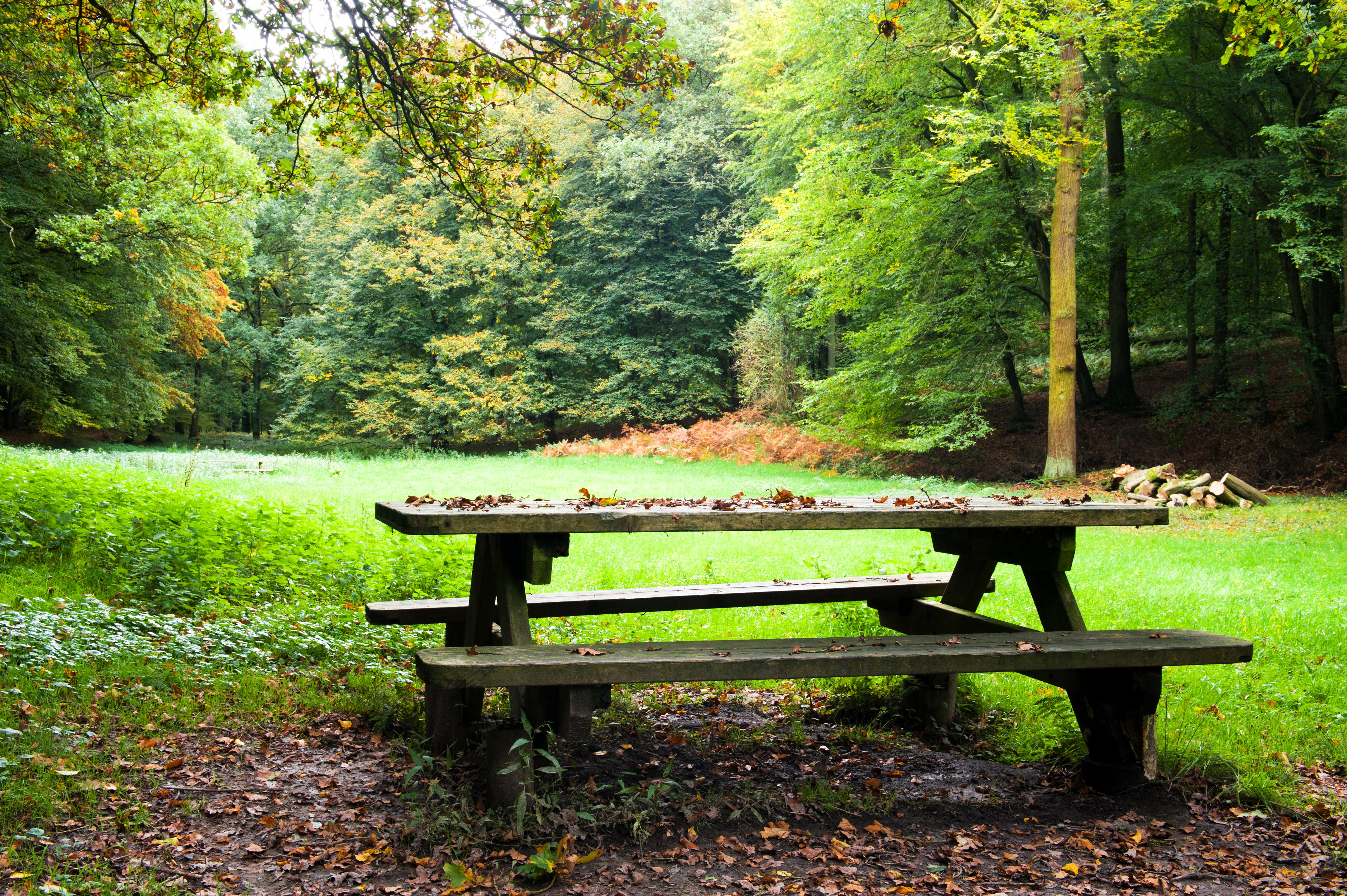 Picnic table in a forest clearing HD Wallpaper