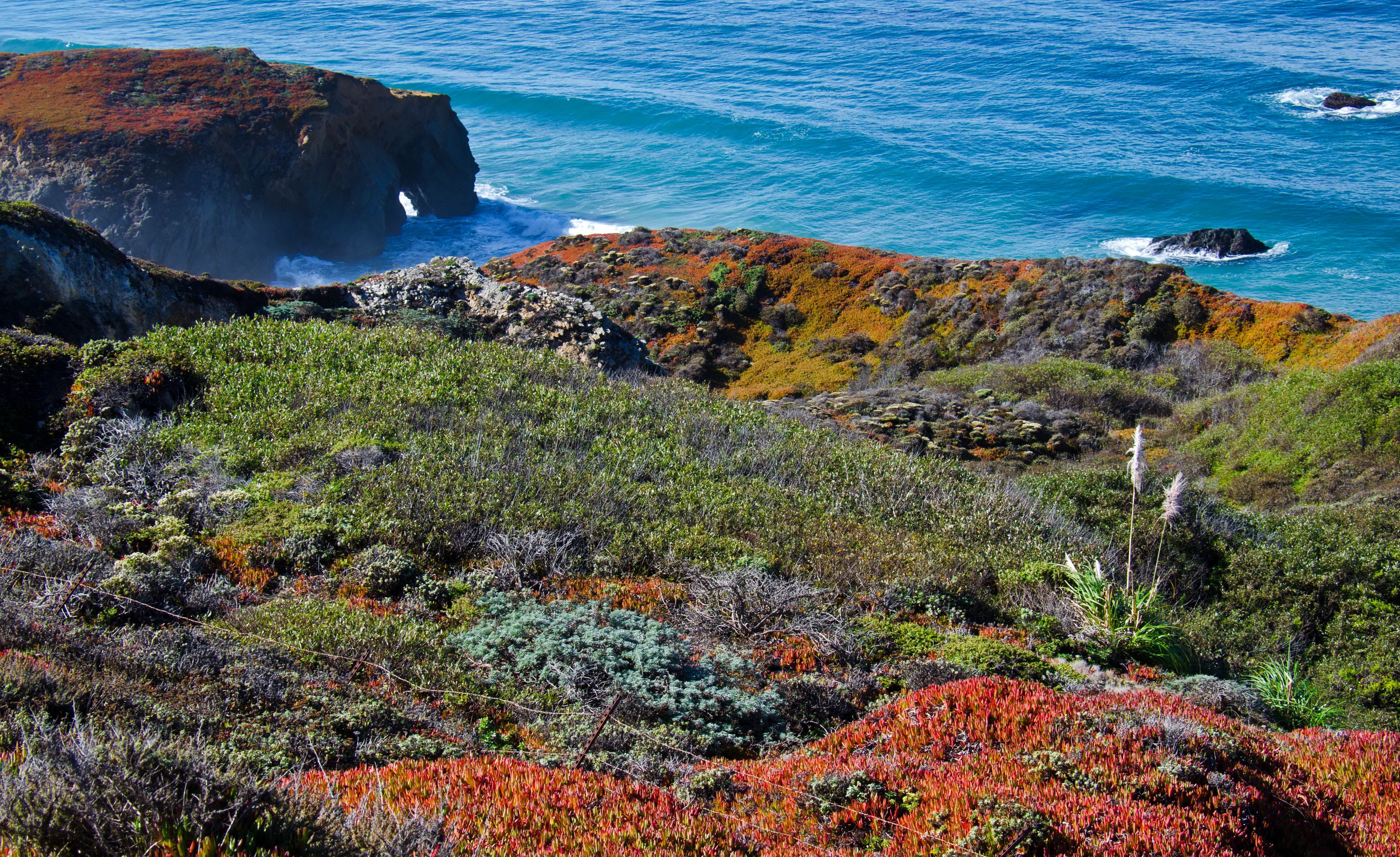 California Coastline with Colorful Vegetation and Ocean Waves HD Wallpaper