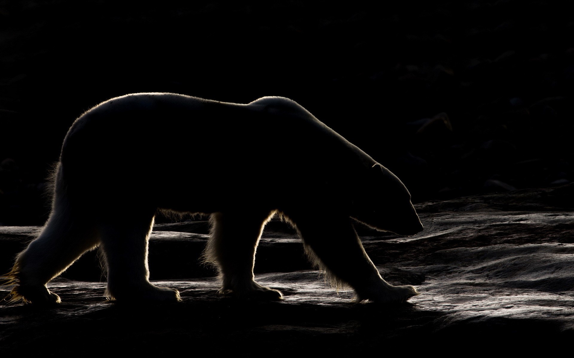 Polar bear walking in the dark HD Wallpaper