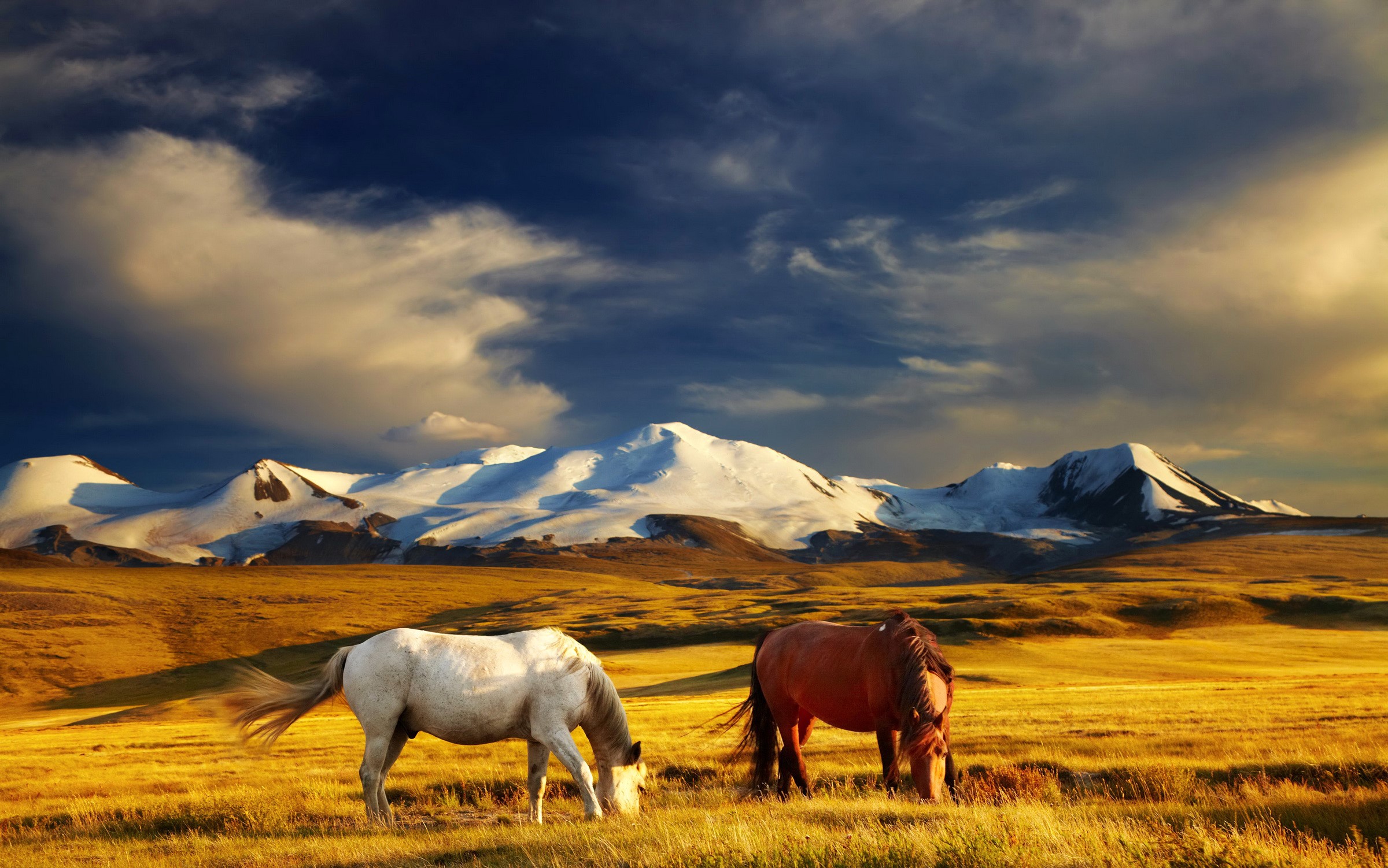 Two horses grazing in a field with snow-capped mountains HD Wallpaper
