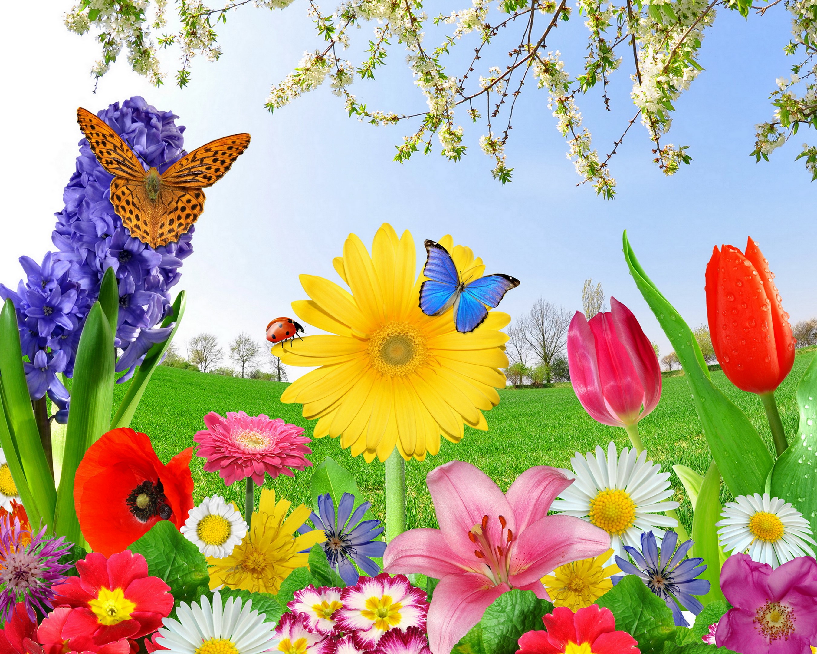 Spring flowers and butterflies in a meadow HD Wallpaper