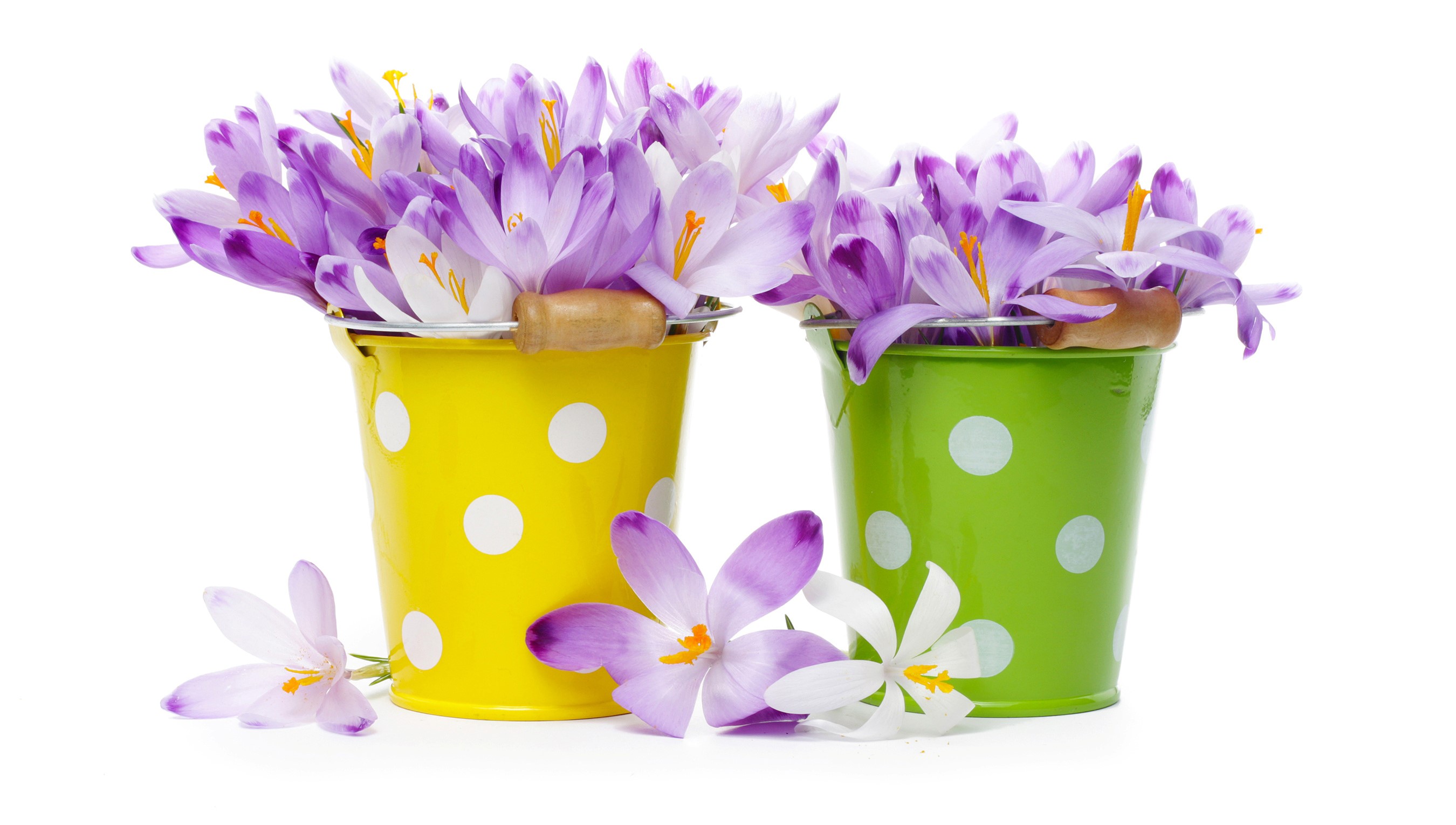Purple crocuses in yellow and green polka dot buckets HD Wallpaper