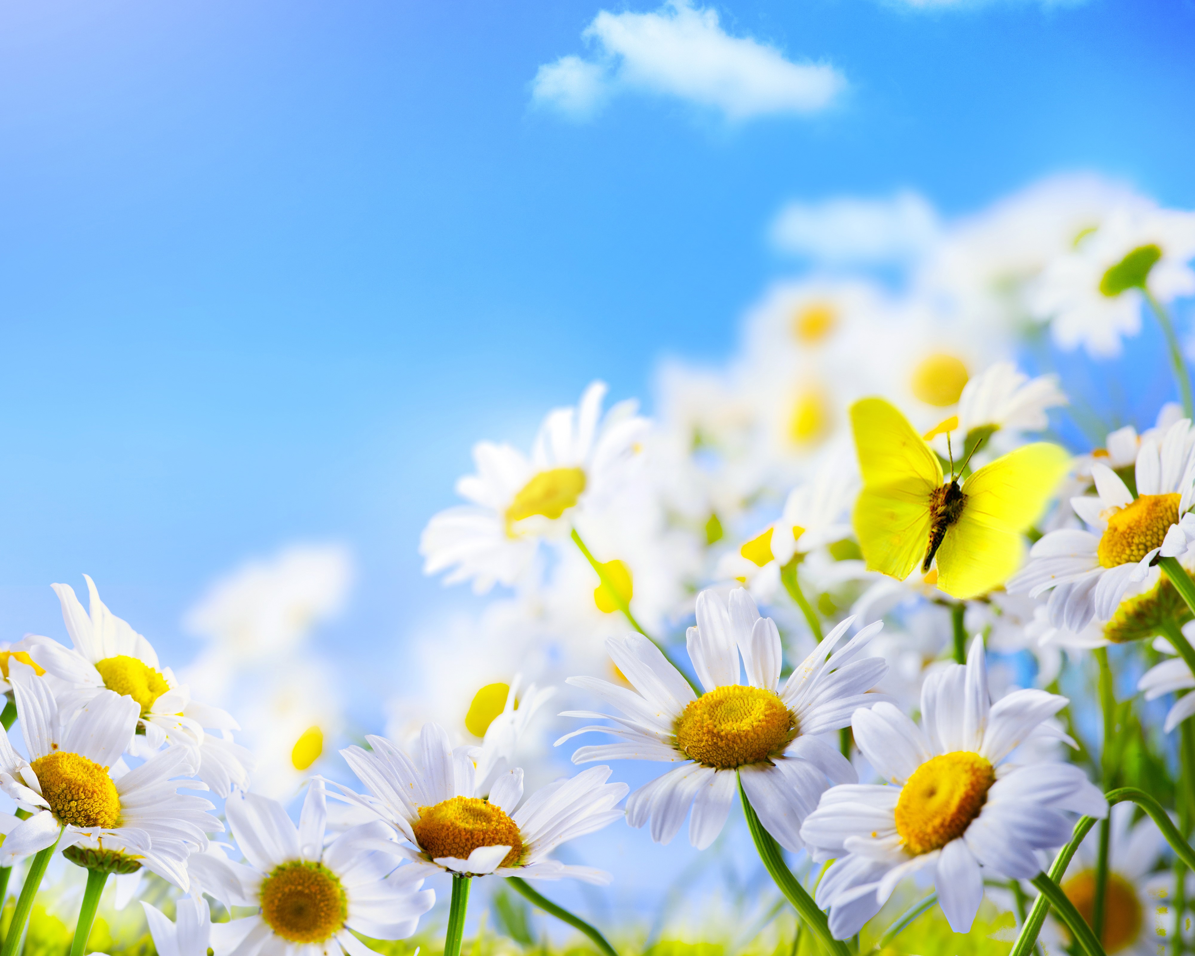4K Camomiles and Butterflies HD Wallpaper
