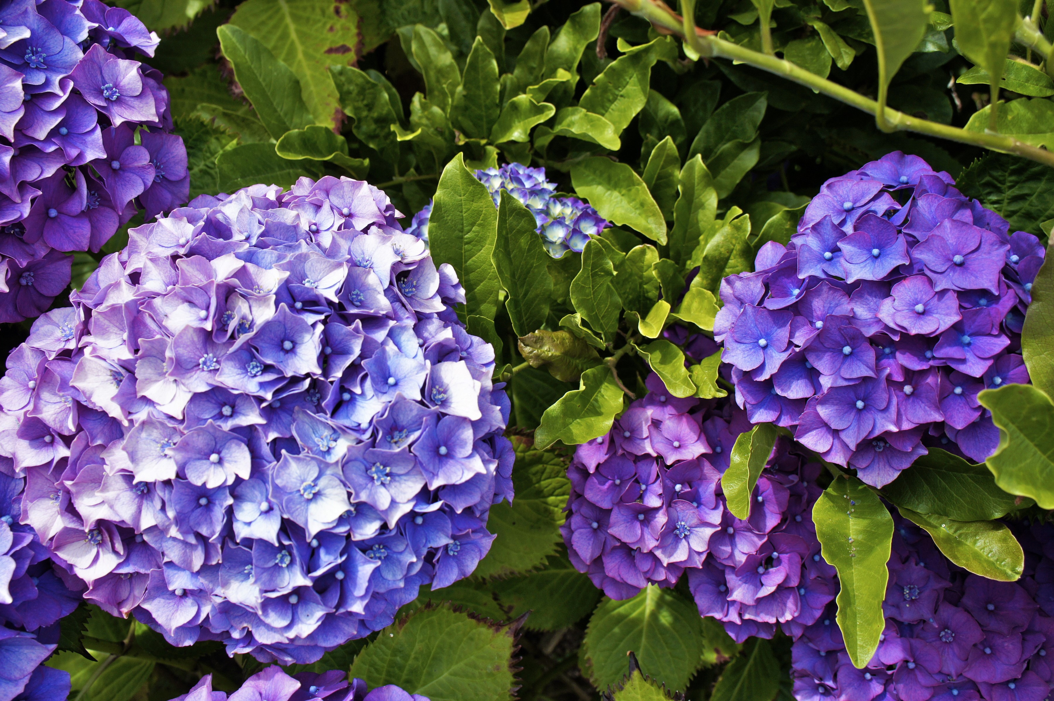 Close-up of purple and blue hydrangeas HD Wallpaper