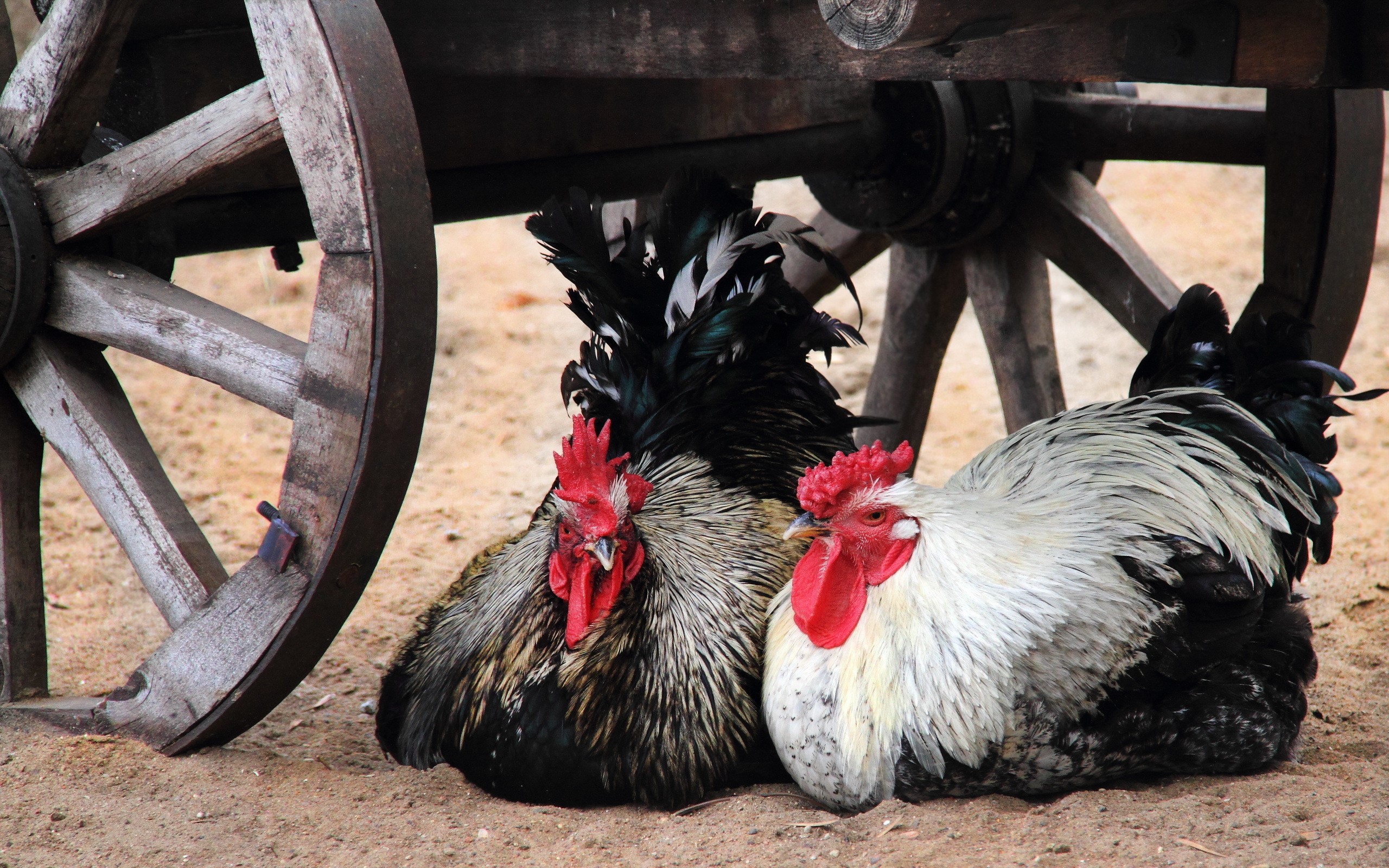 Two roosters resting near a wooden wagon wheel HD Wallpaper