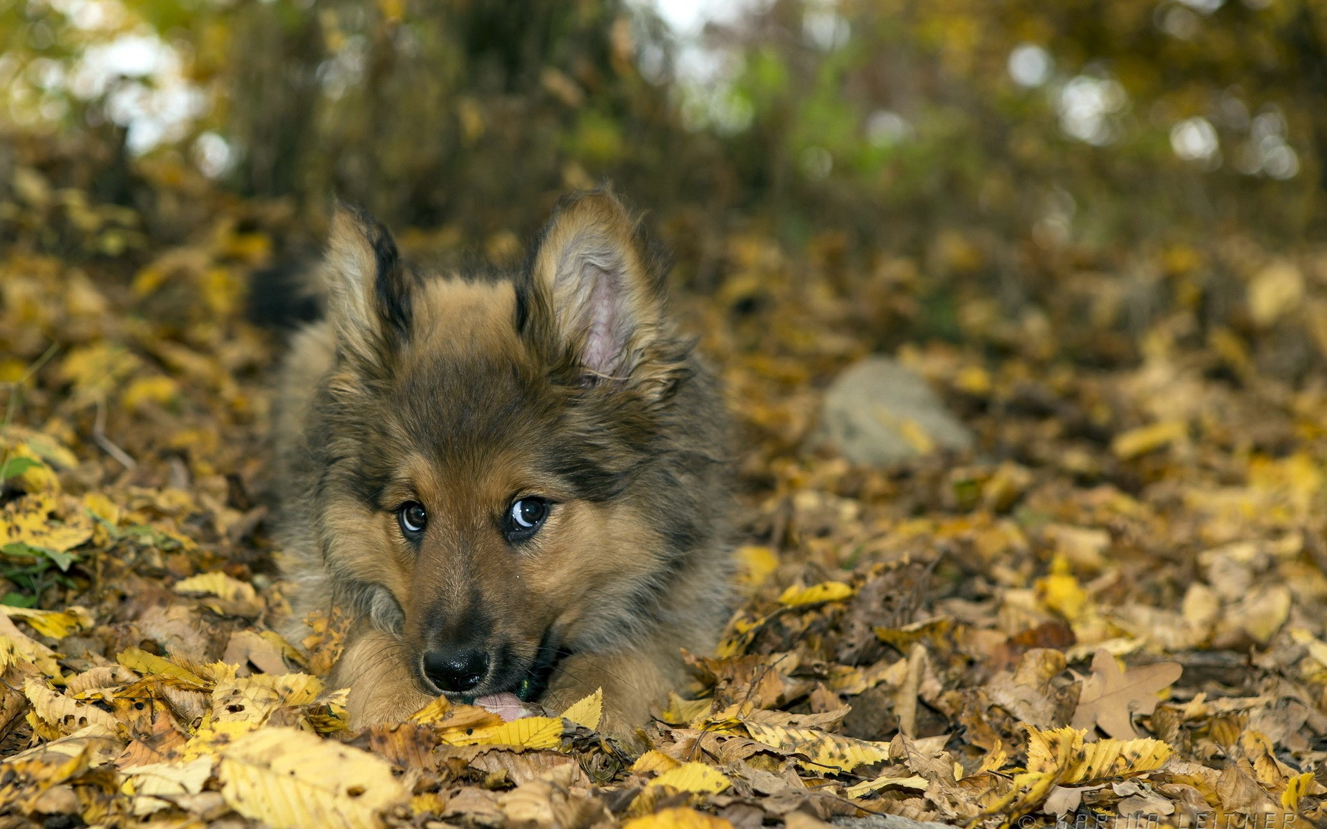 Puppy lying in autumn foliage HD Wallpaper