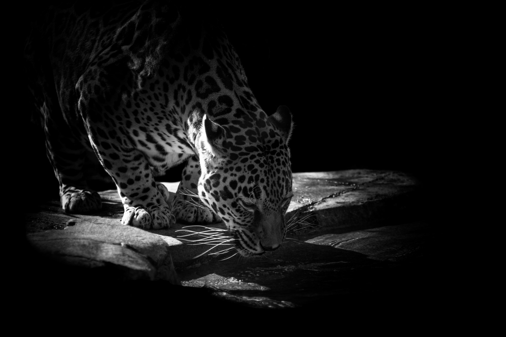 Jaguar drinking water in black and white HD Wallpaper