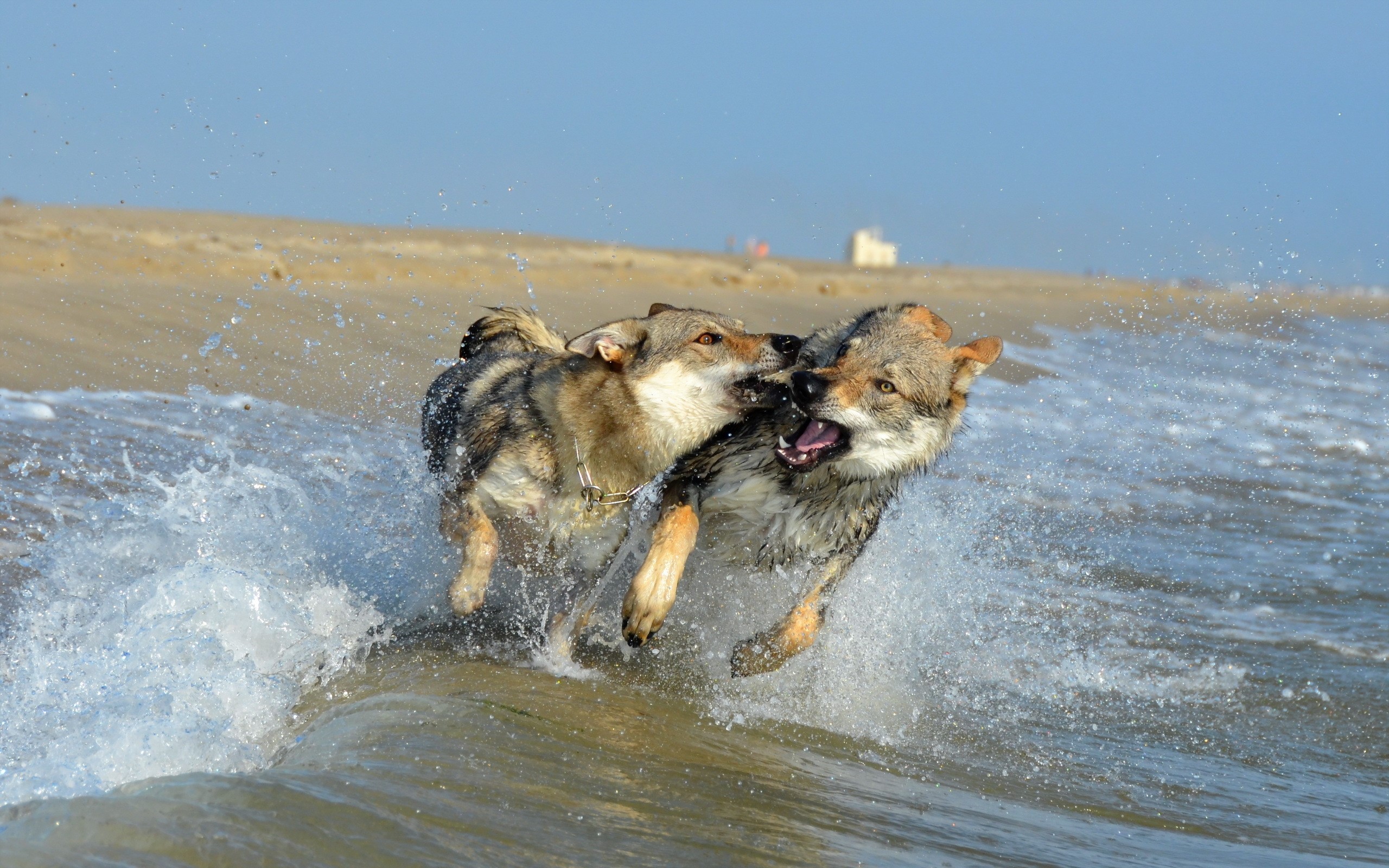 Two Czechoslovakian Wolfdogs playing in the sea HD Wallpaper