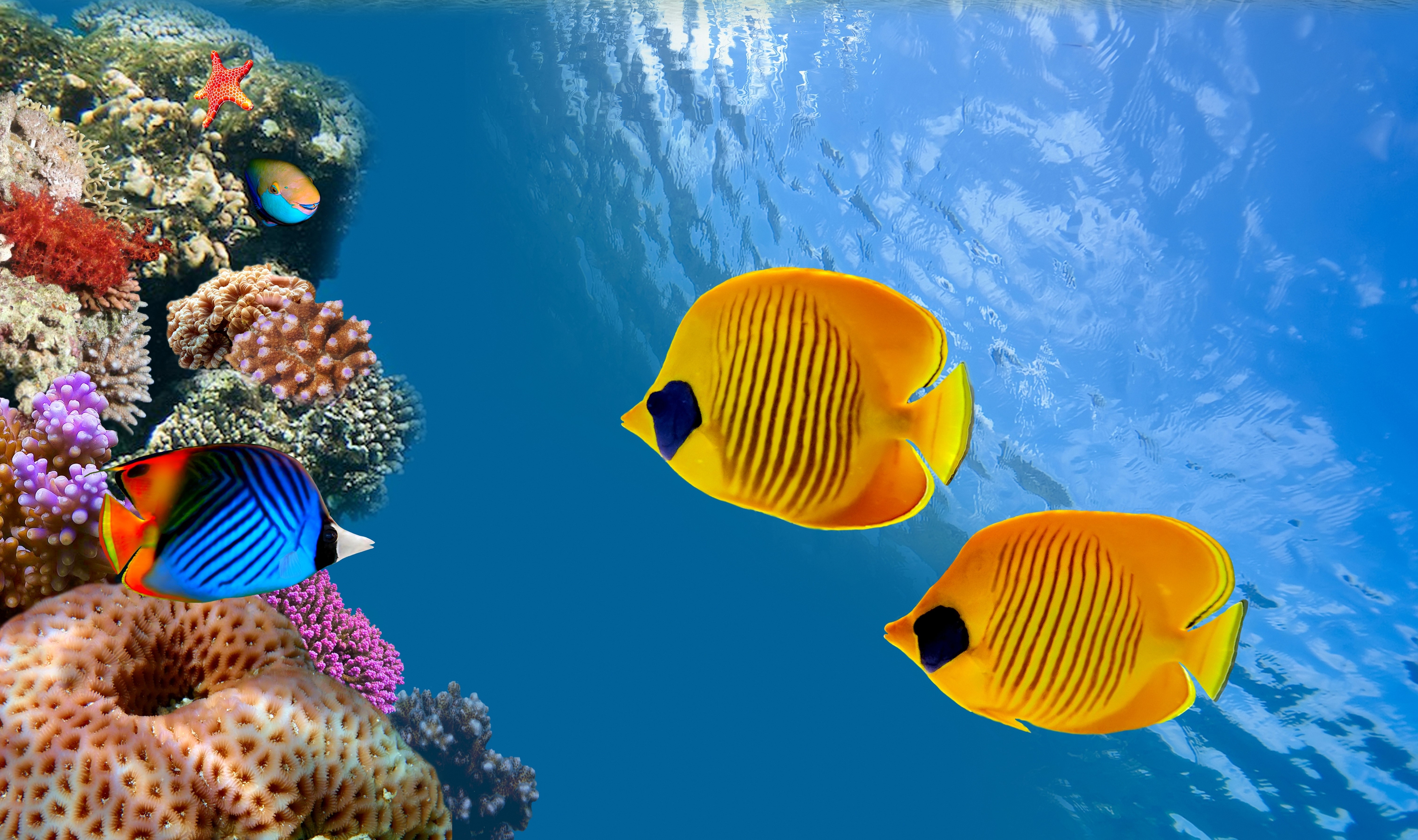 Underwater coral reef with butterflyfish HD Wallpaper