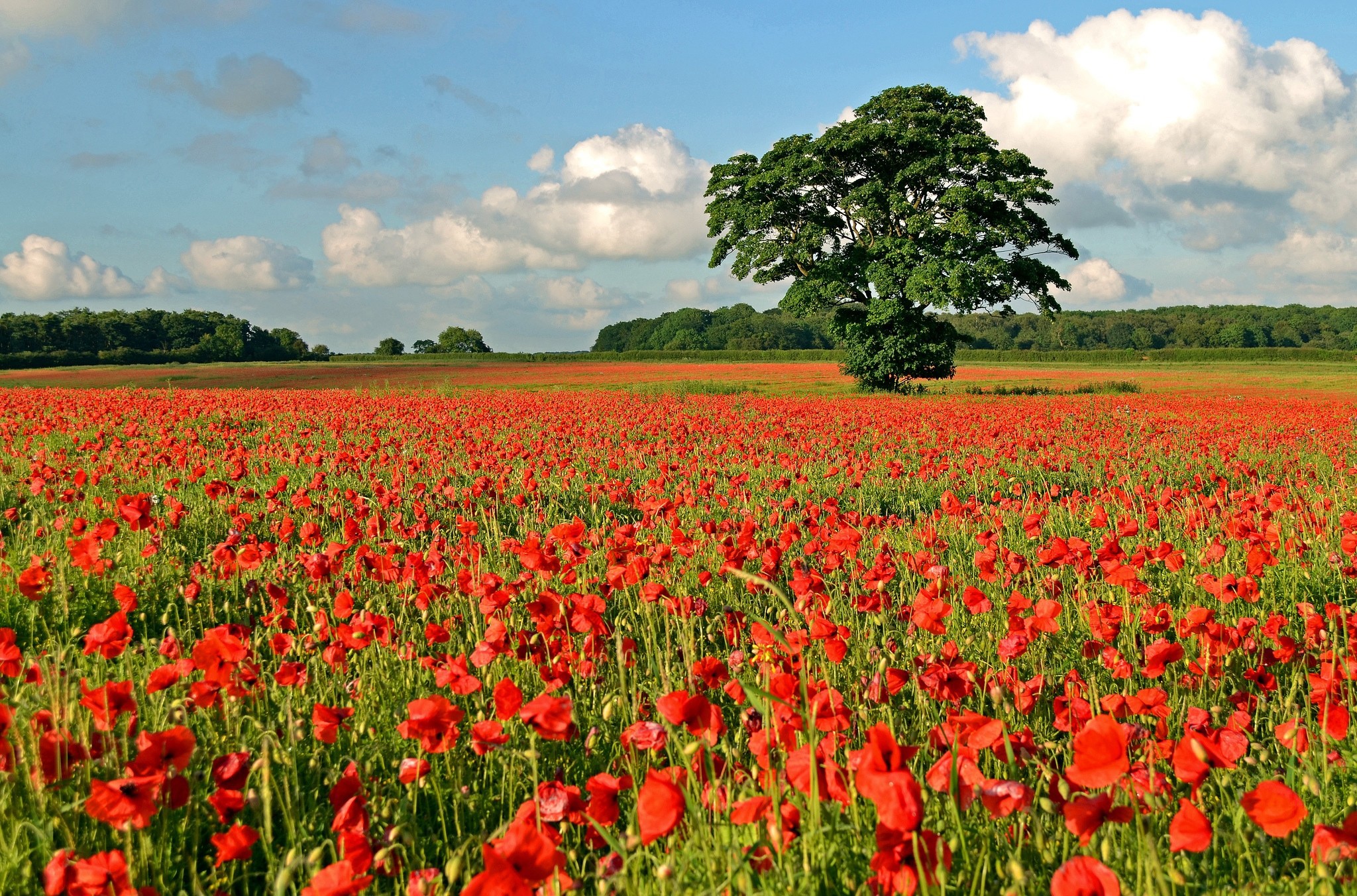 Field of red poppies with a lone tree HD Wallpaper