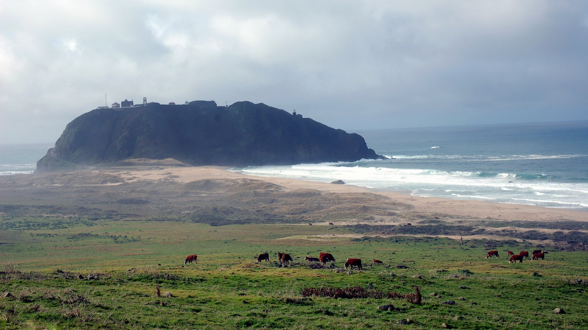 Cows grazing on a grassy hill overlooking the ocean and a lighthouse HD Wallpaper