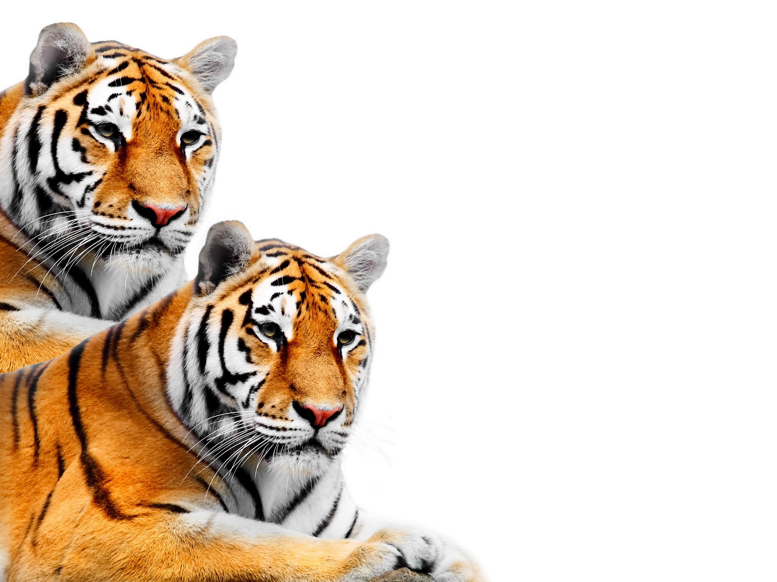 Two tigers on a white background HD Wallpaper