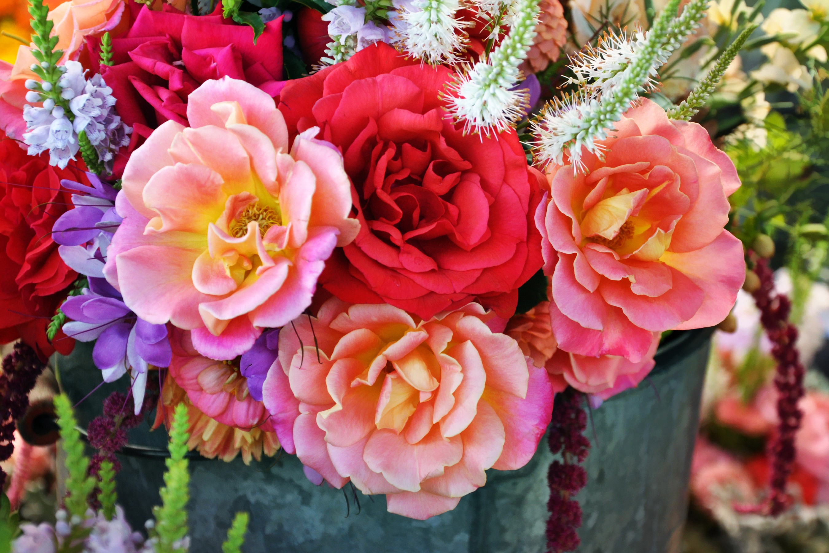 Close-up of a bouquet of colorful roses HD Wallpaper