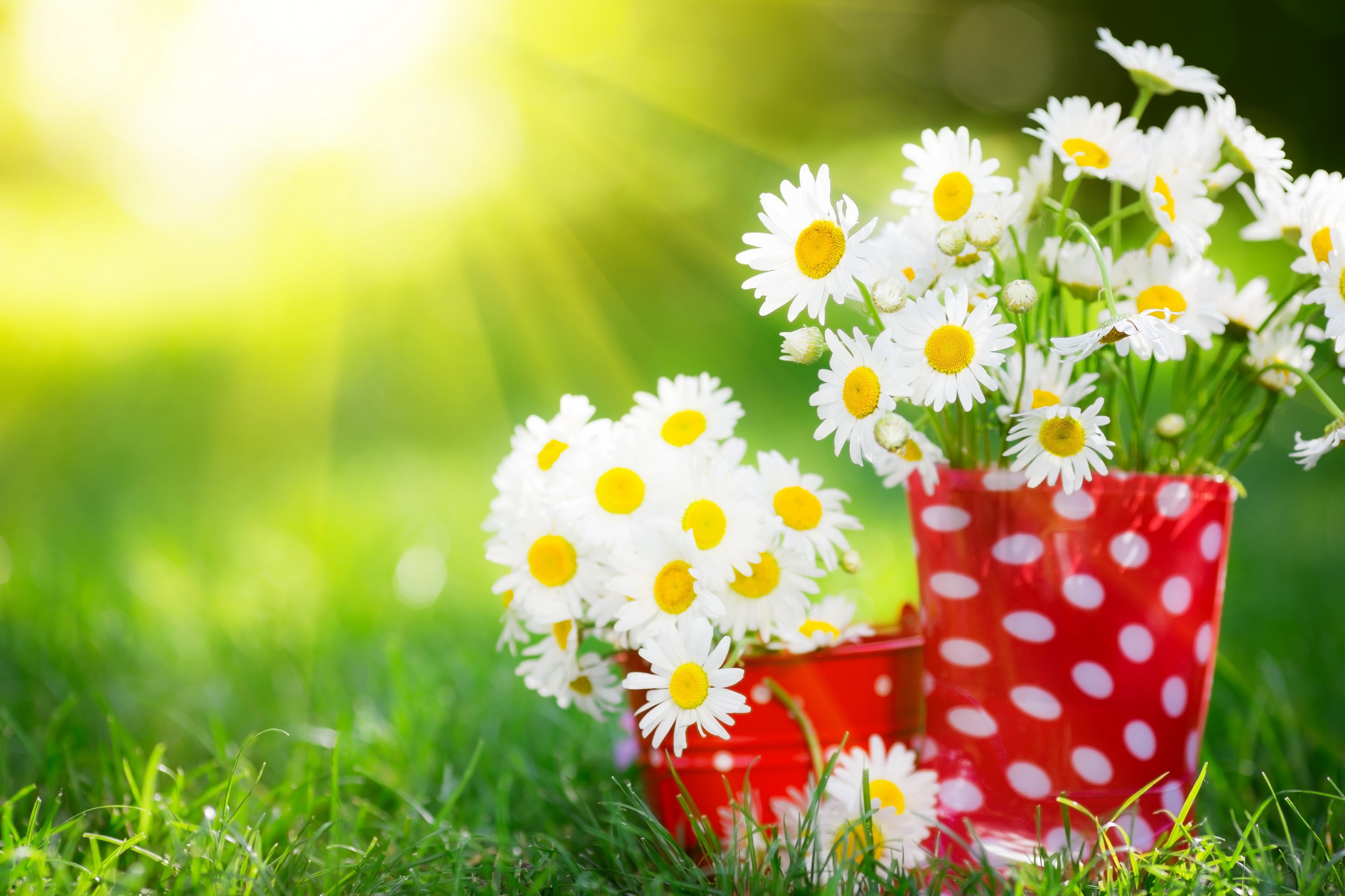 Daisies in red polka dot buckets with sun rays HD Wallpaper