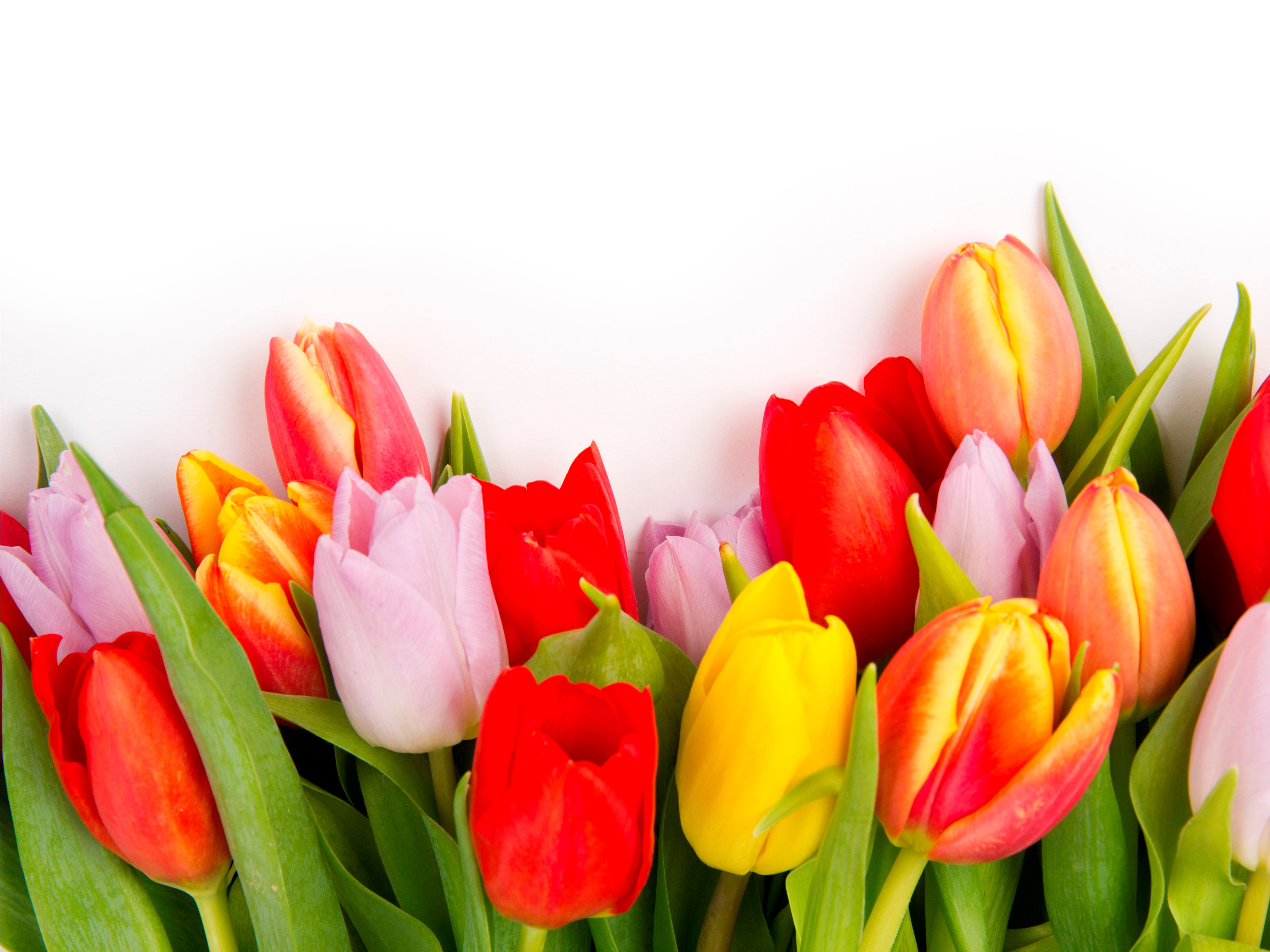 Many Tulips HD Wallpaper