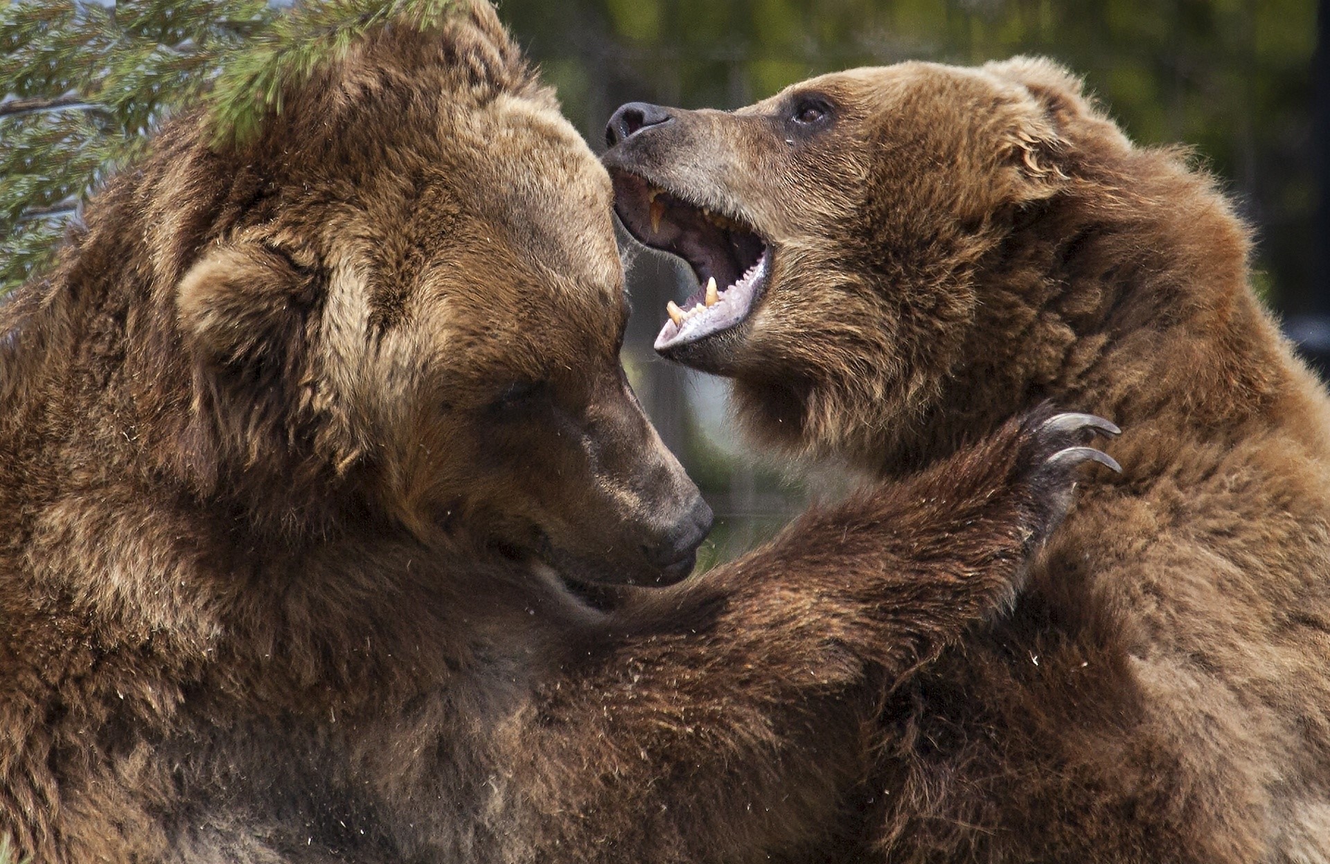 Two brown bears fighting HD Wallpaper