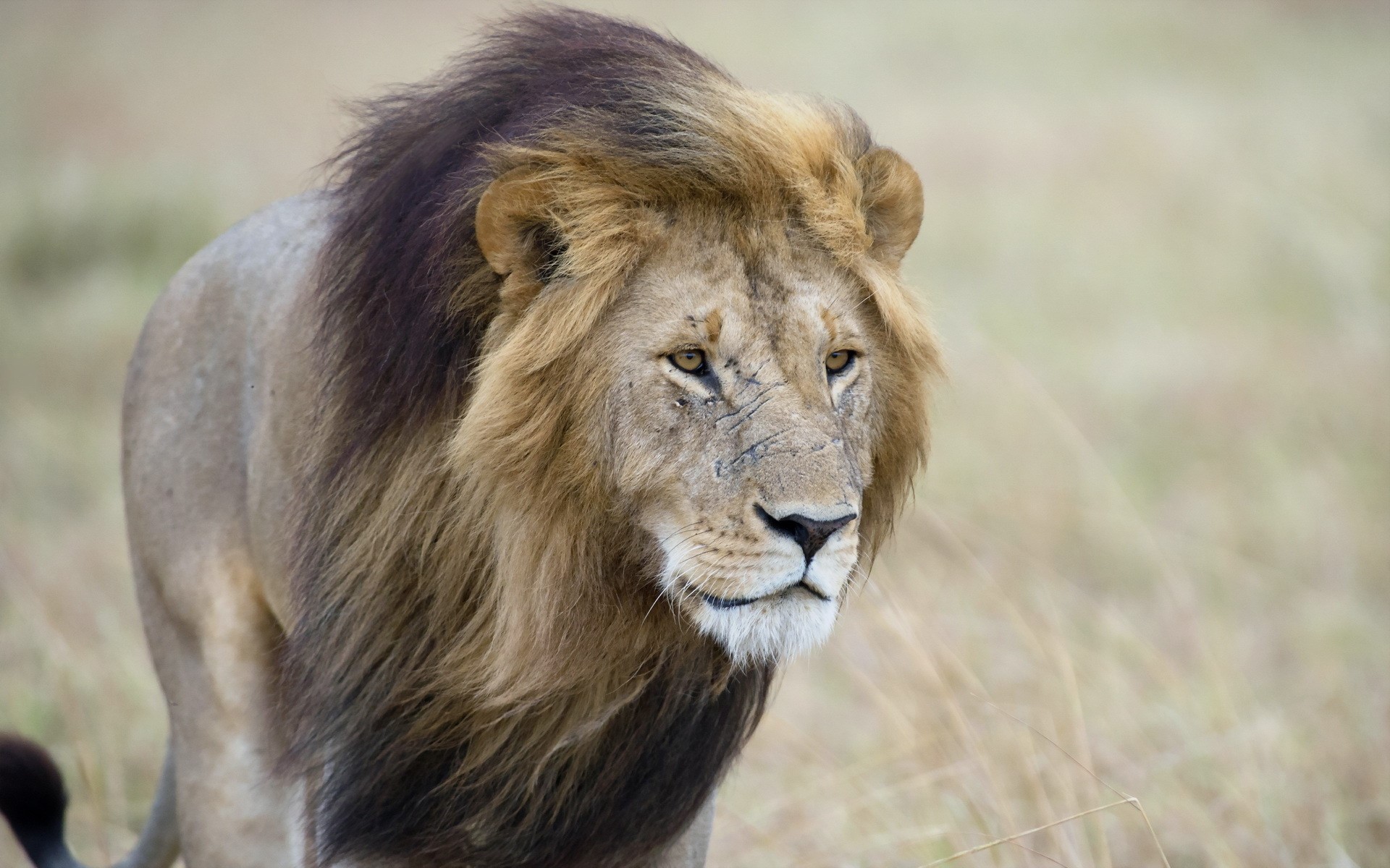 Male lion with a dark mane in a grassy field HD Wallpaper
