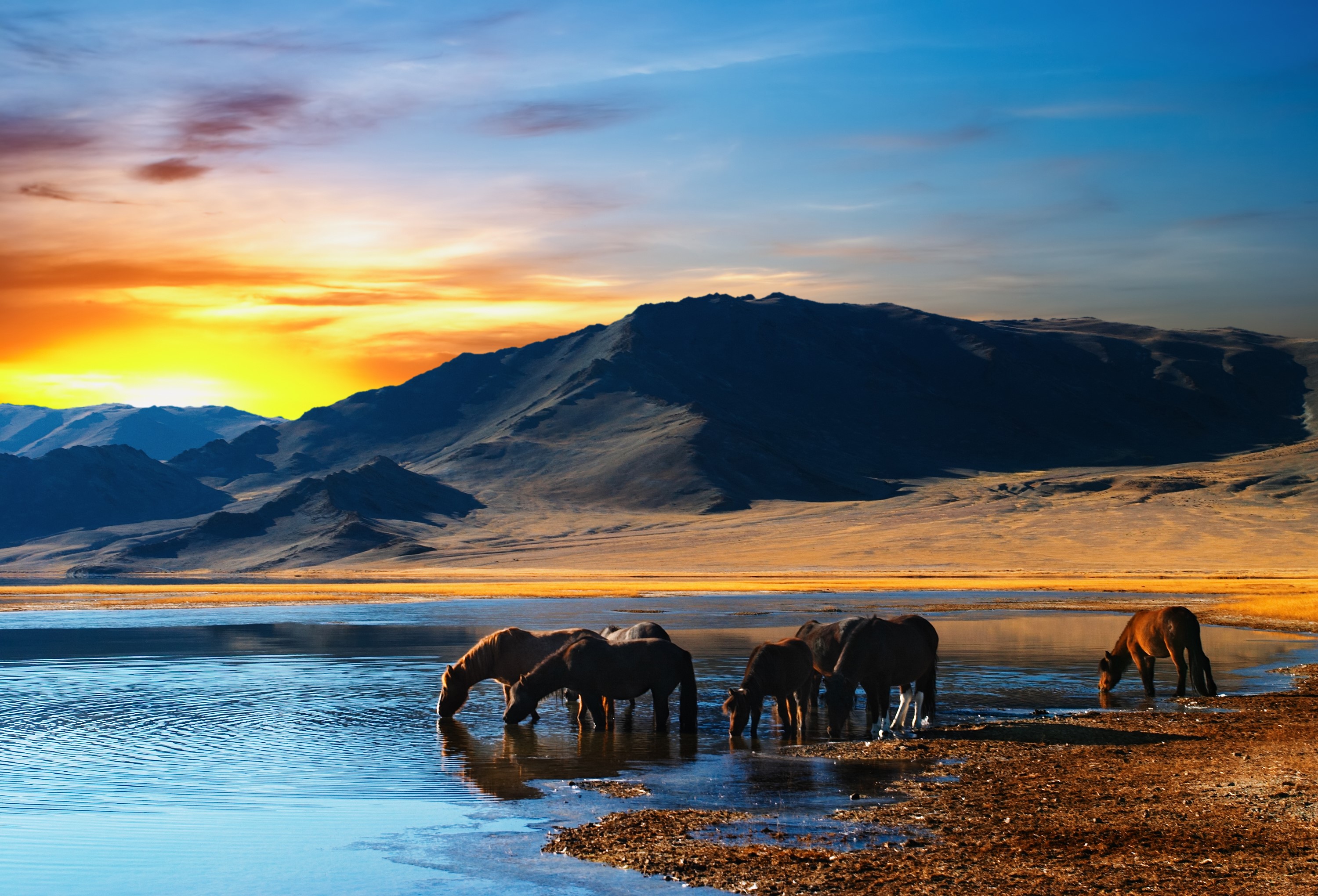 Horses drinking water at sunset with mountains HD Wallpaper