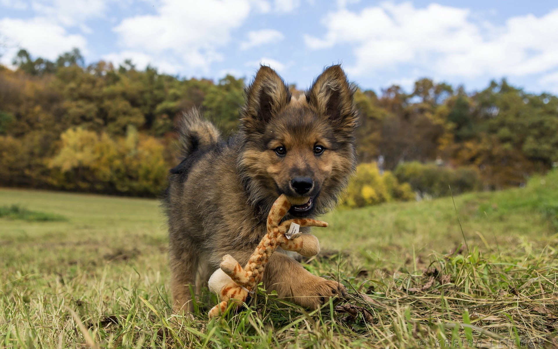 German Shepherd puppy playing with a toy in a field HD Wallpaper