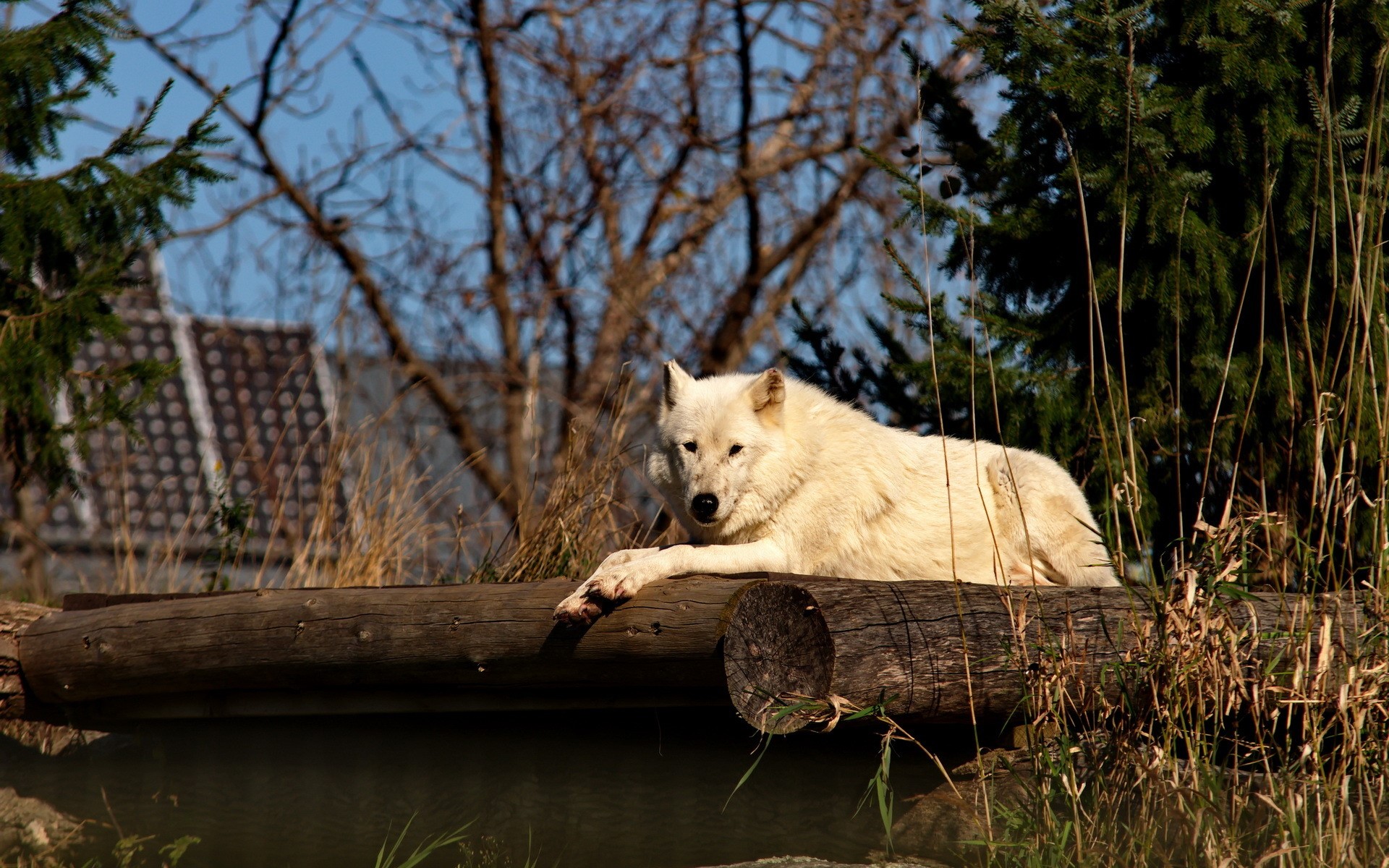 Arctic Wolf resting on logs HD Wallpaper