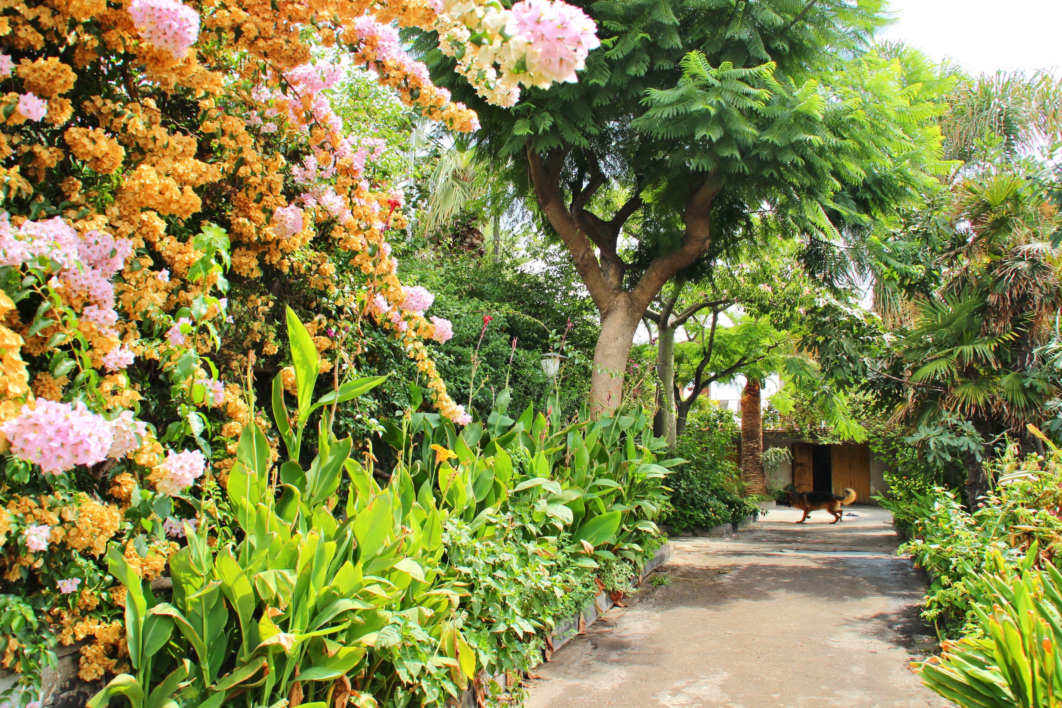 Dog walking in a park in Acireale, Sicily HD Wallpaper