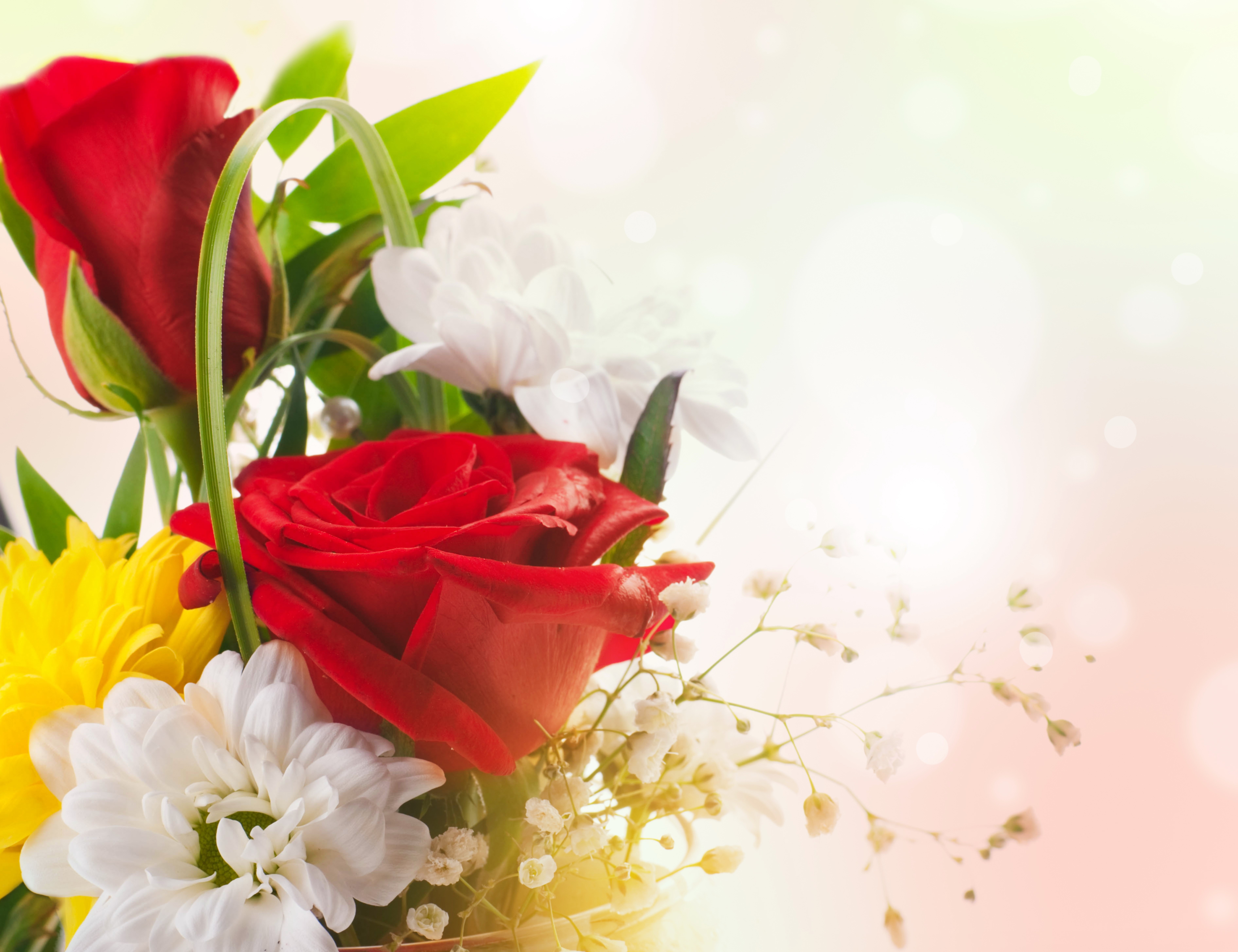 Red Roses and White Chrysanthemums Bouquet HD Wallpaper