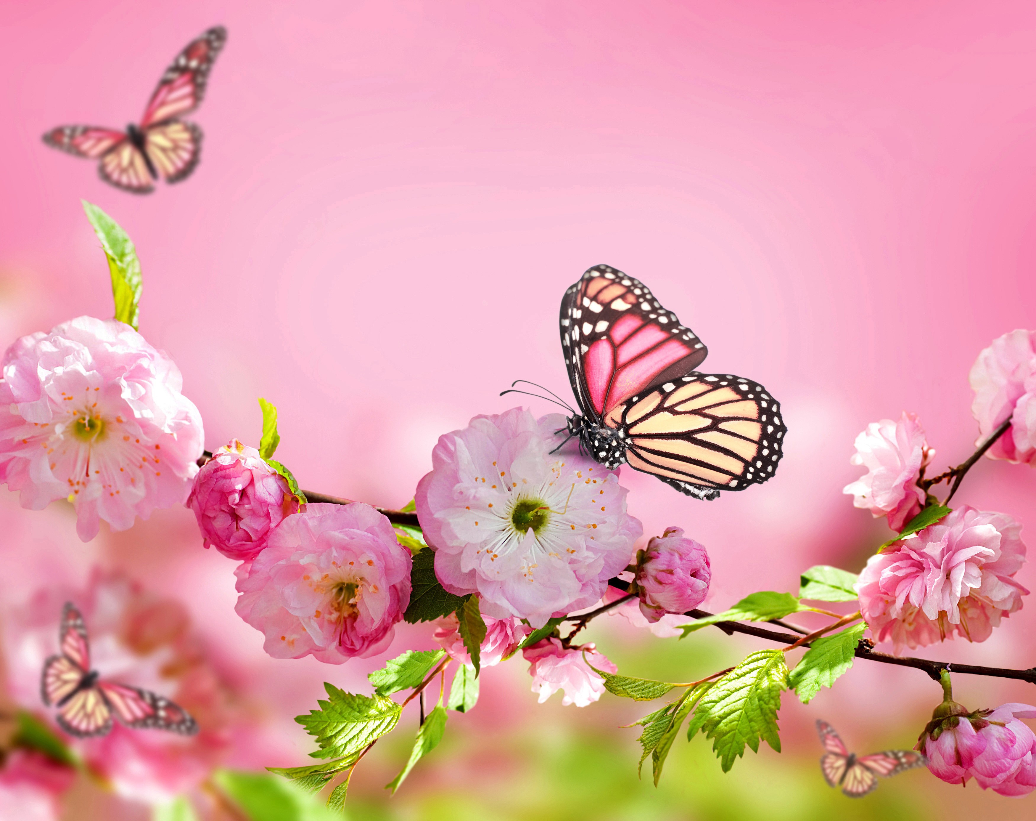 Pink cherry blossoms with butterflies HD Wallpaper
