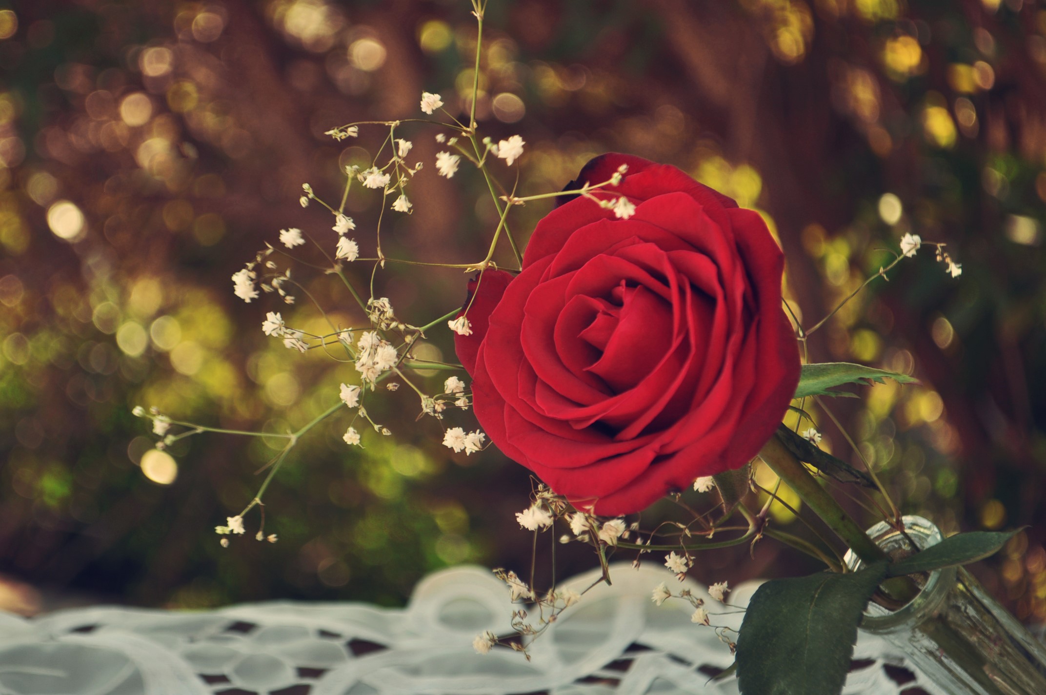 Red rose with baby's breath HD Wallpaper