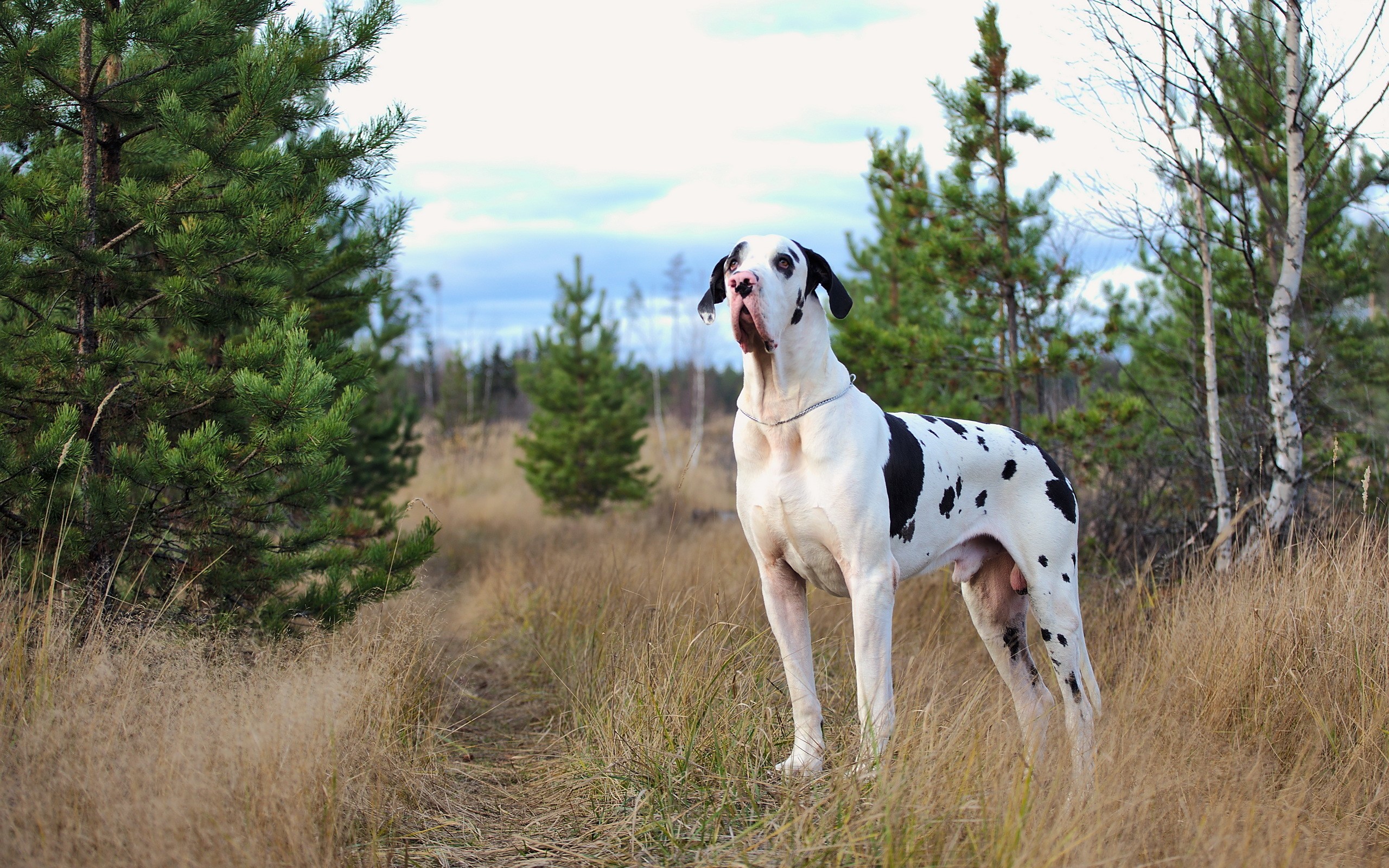 Harlequin Great Dane standing in a field HD Wallpaper