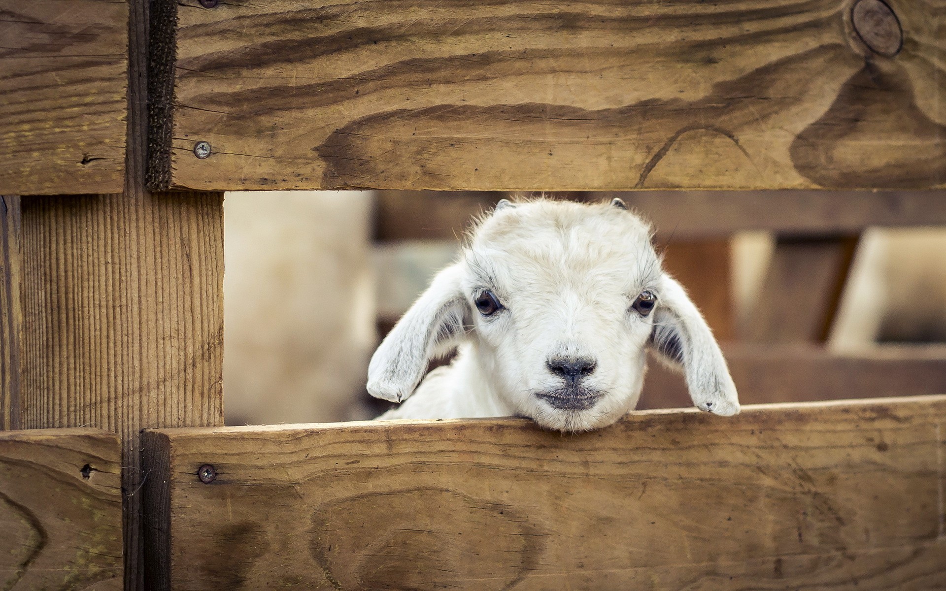 A baby goat peeks over a wooden fence HD Wallpaper