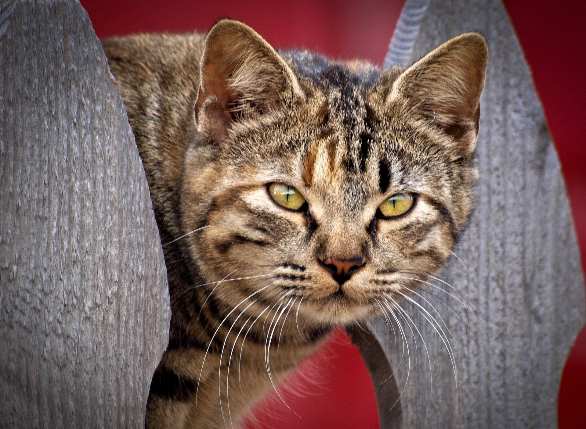 Tabby cat peeking through wooden fence HD Wallpaper