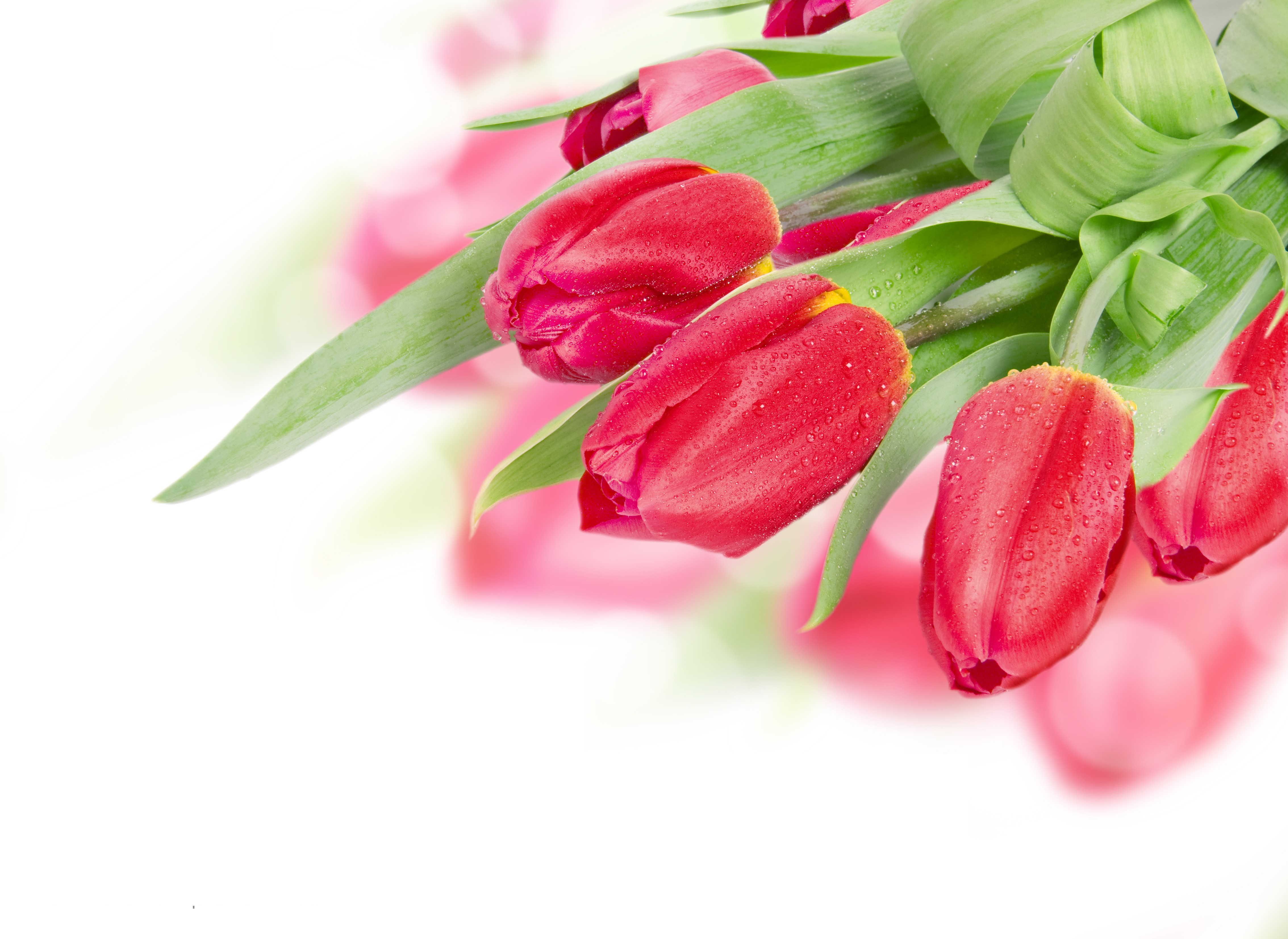 Red Tulips with Water Droplets HD Wallpaper