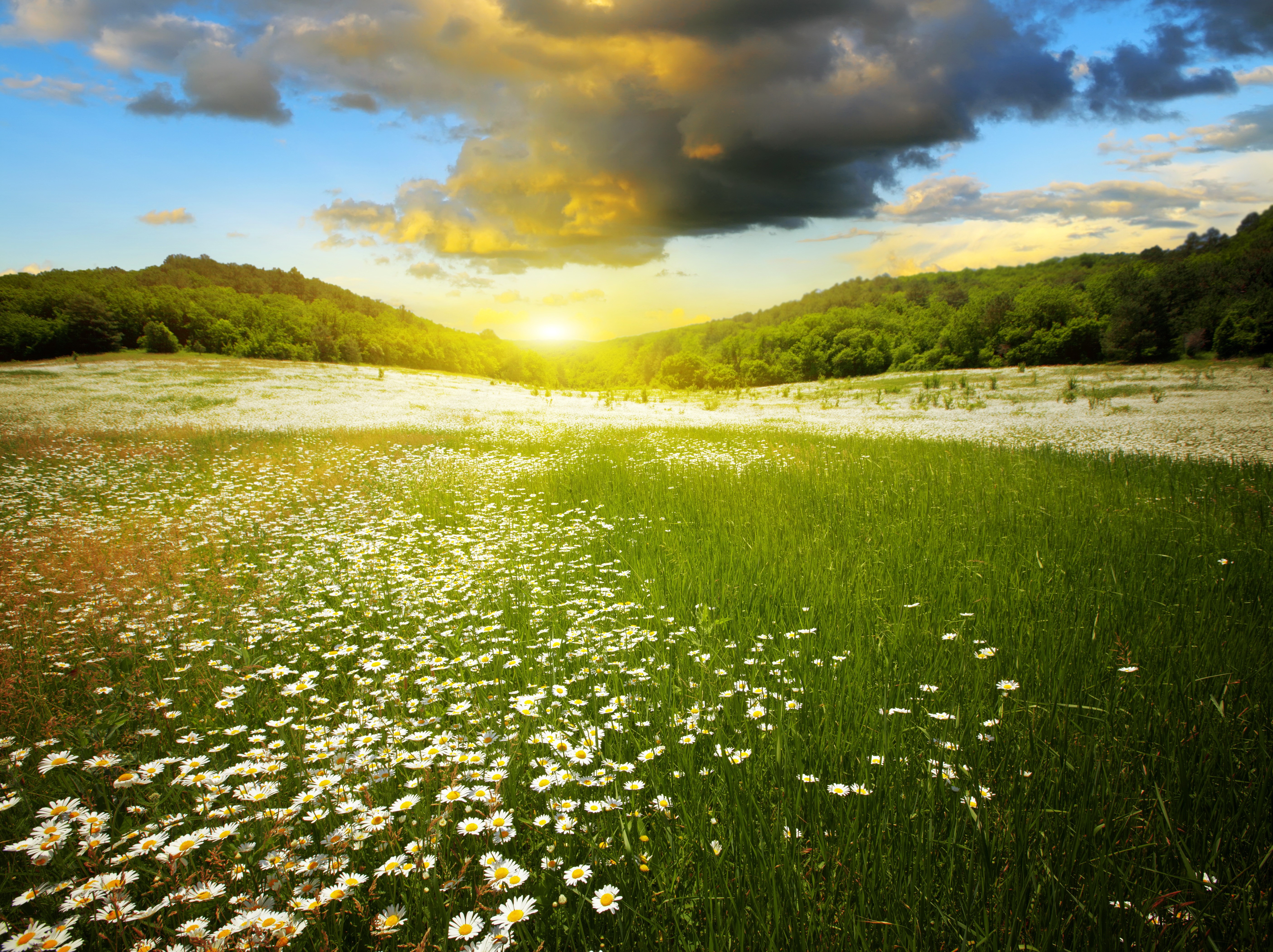 Field of camomiles at sunset with forest and clouds HD Wallpaper