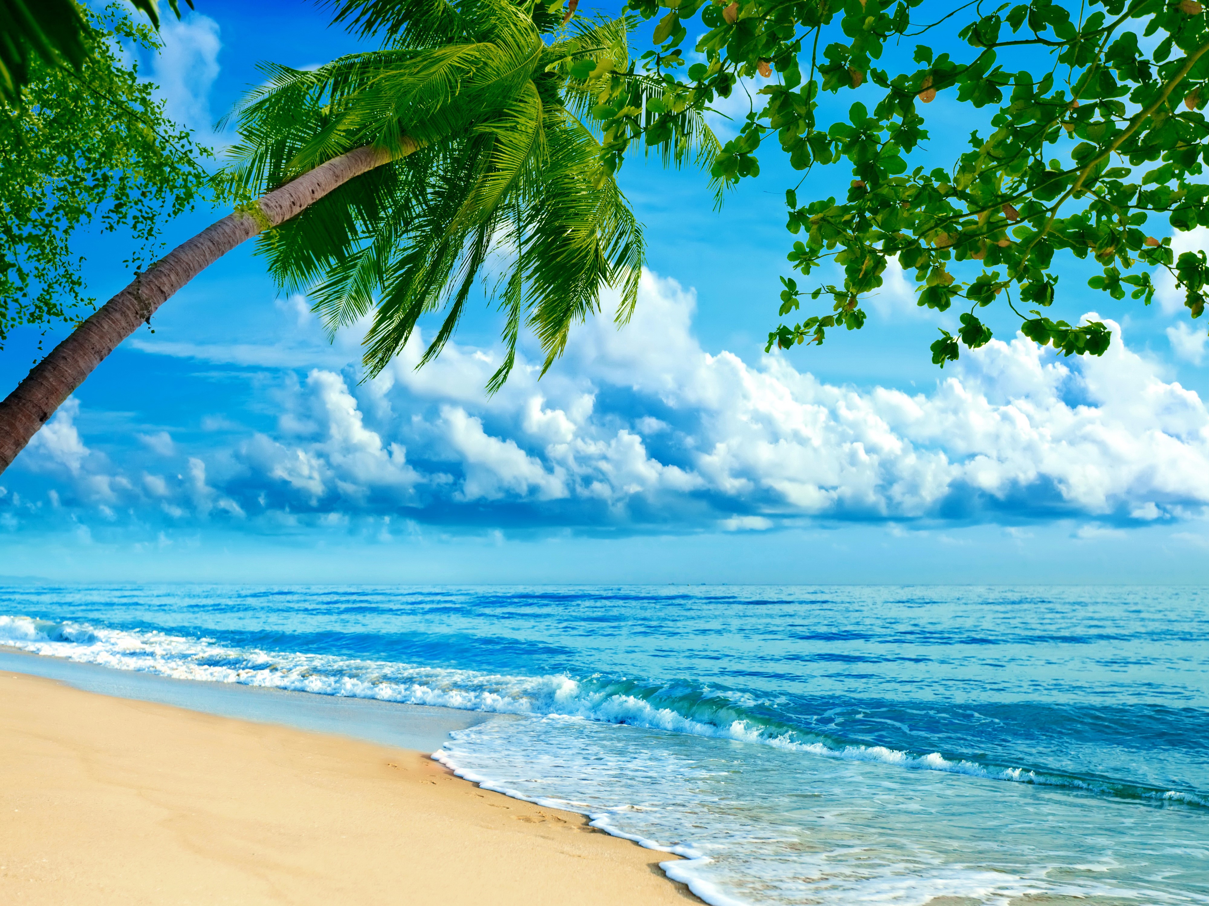 4K Tropical Beach with Palm Trees and Ocean HD Wallpaper