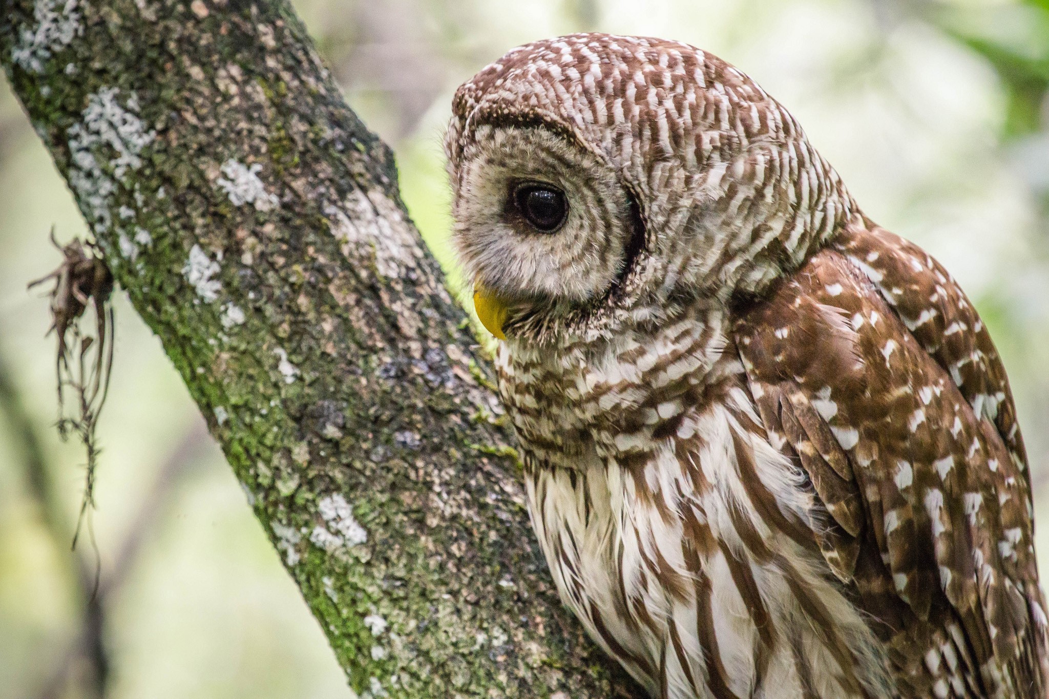 Barred owl perched on a tree branch HD Wallpaper