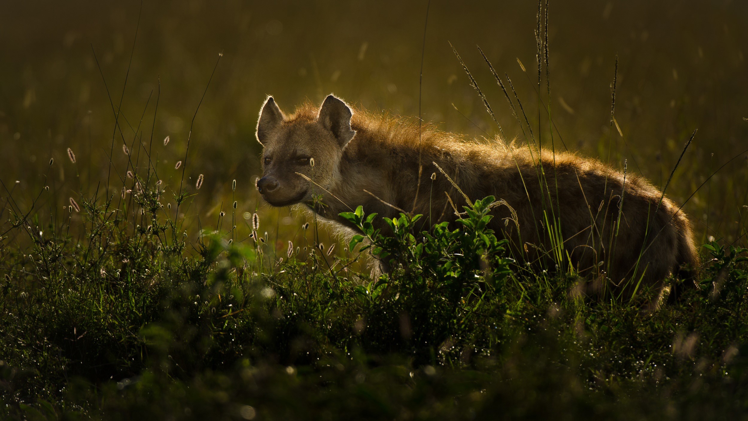Hyena in tall grass at sunset HD Wallpaper