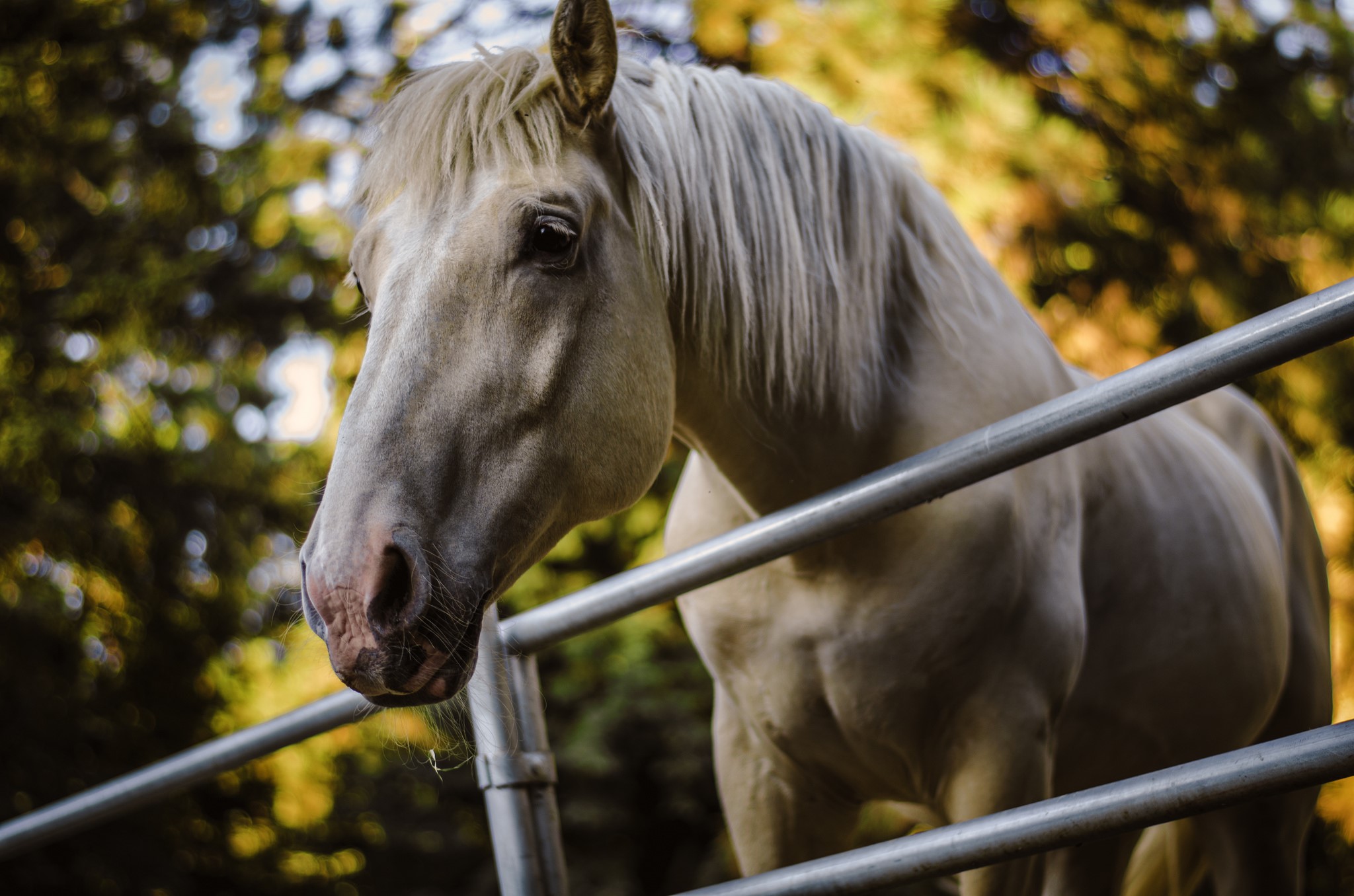 A white horse behind a metal fence HD Wallpaper