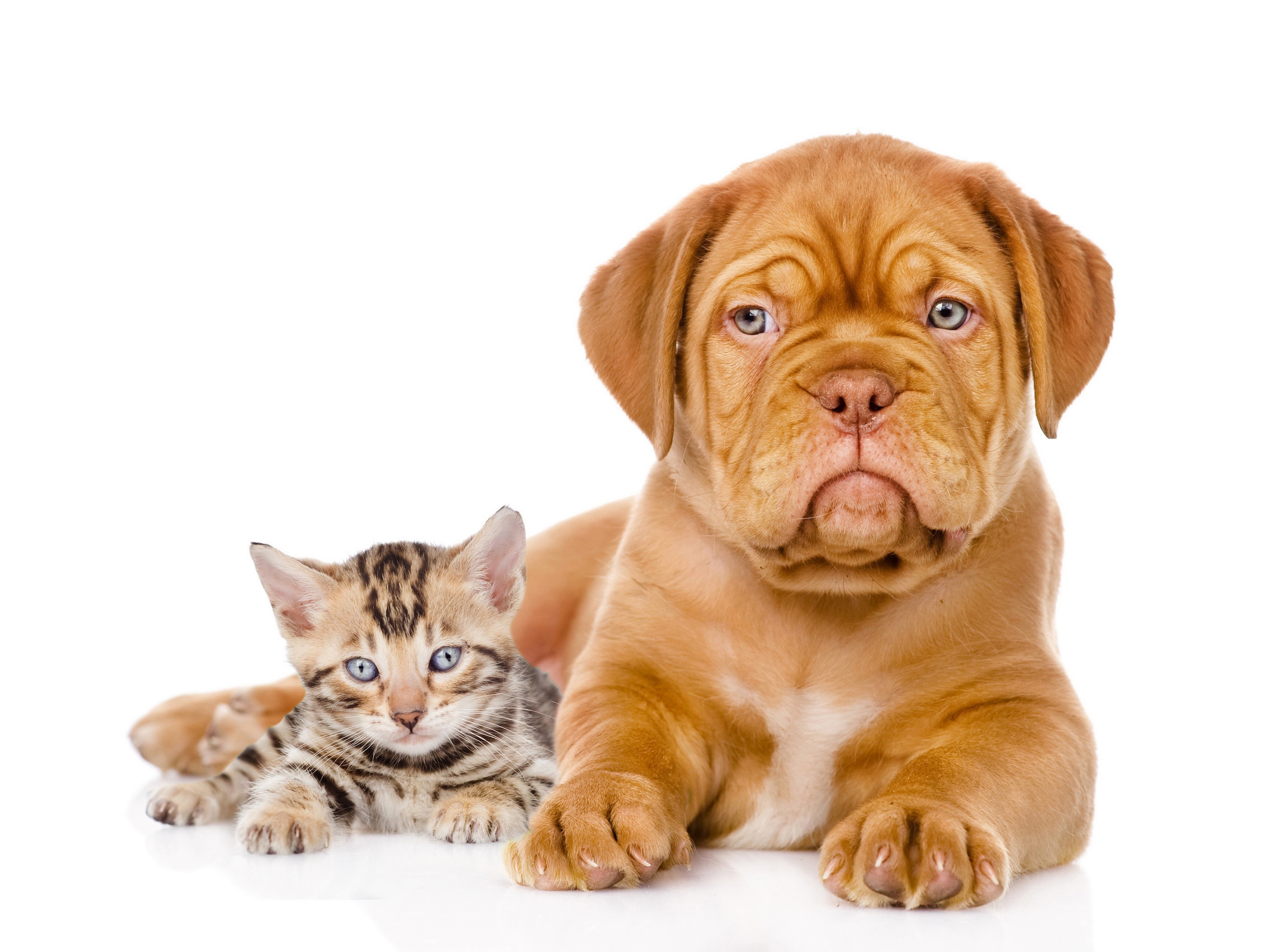 Puppy and Kitten on White Background HD Wallpaper