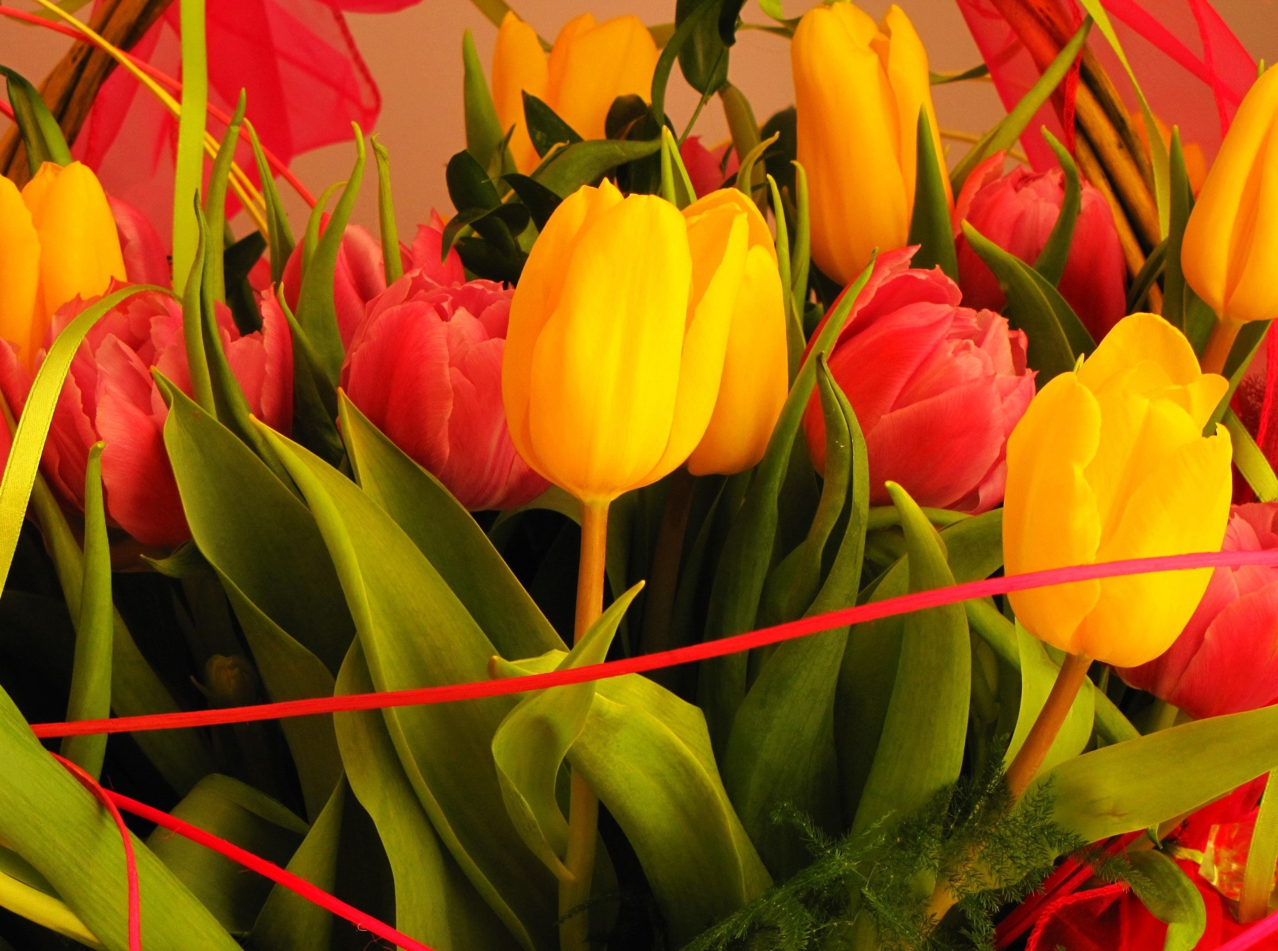 Bouquet of Yellow and Pink Tulips with Red Ribbons HD Wallpaper