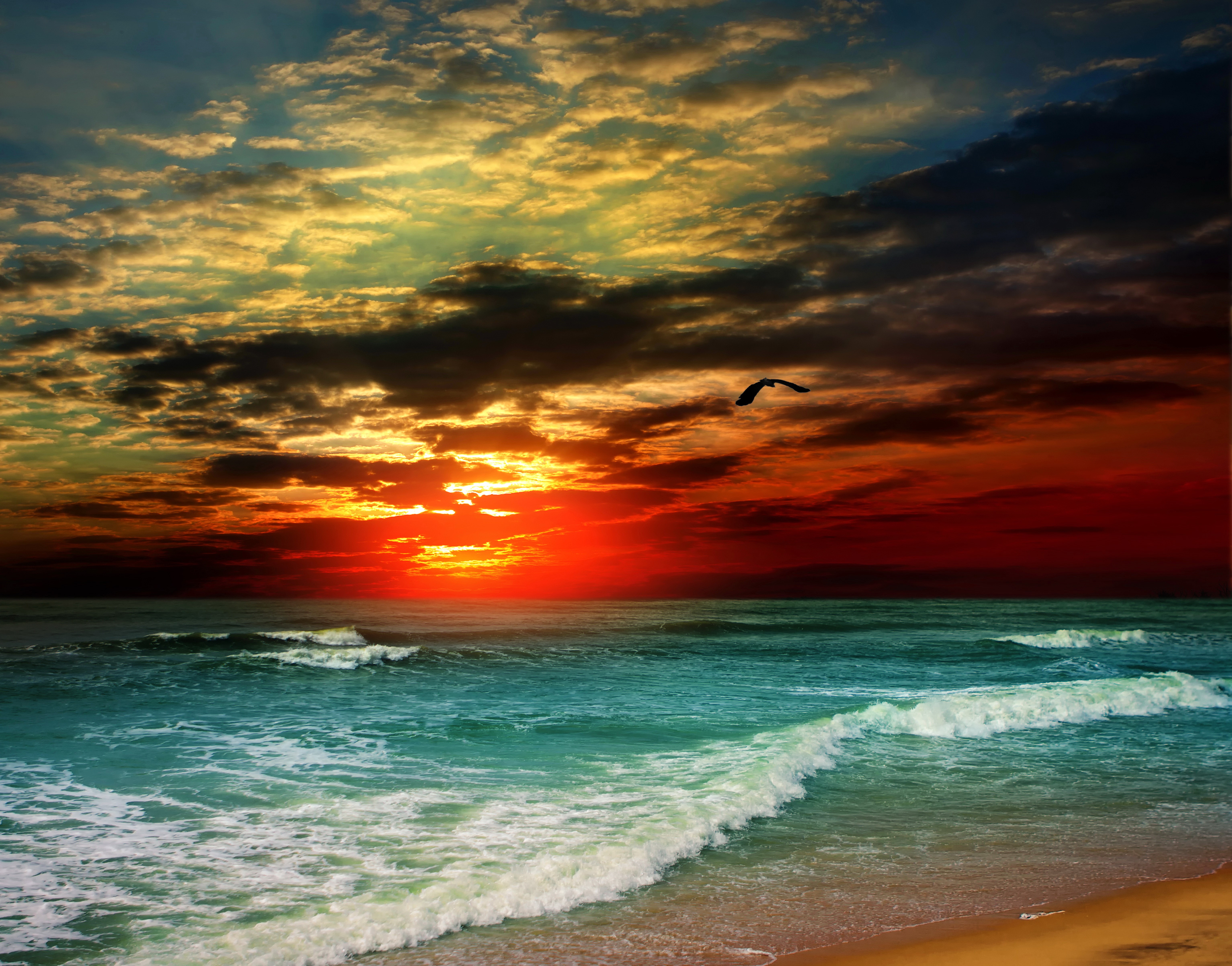 Sunset over the sea with a bird flying HD Wallpaper